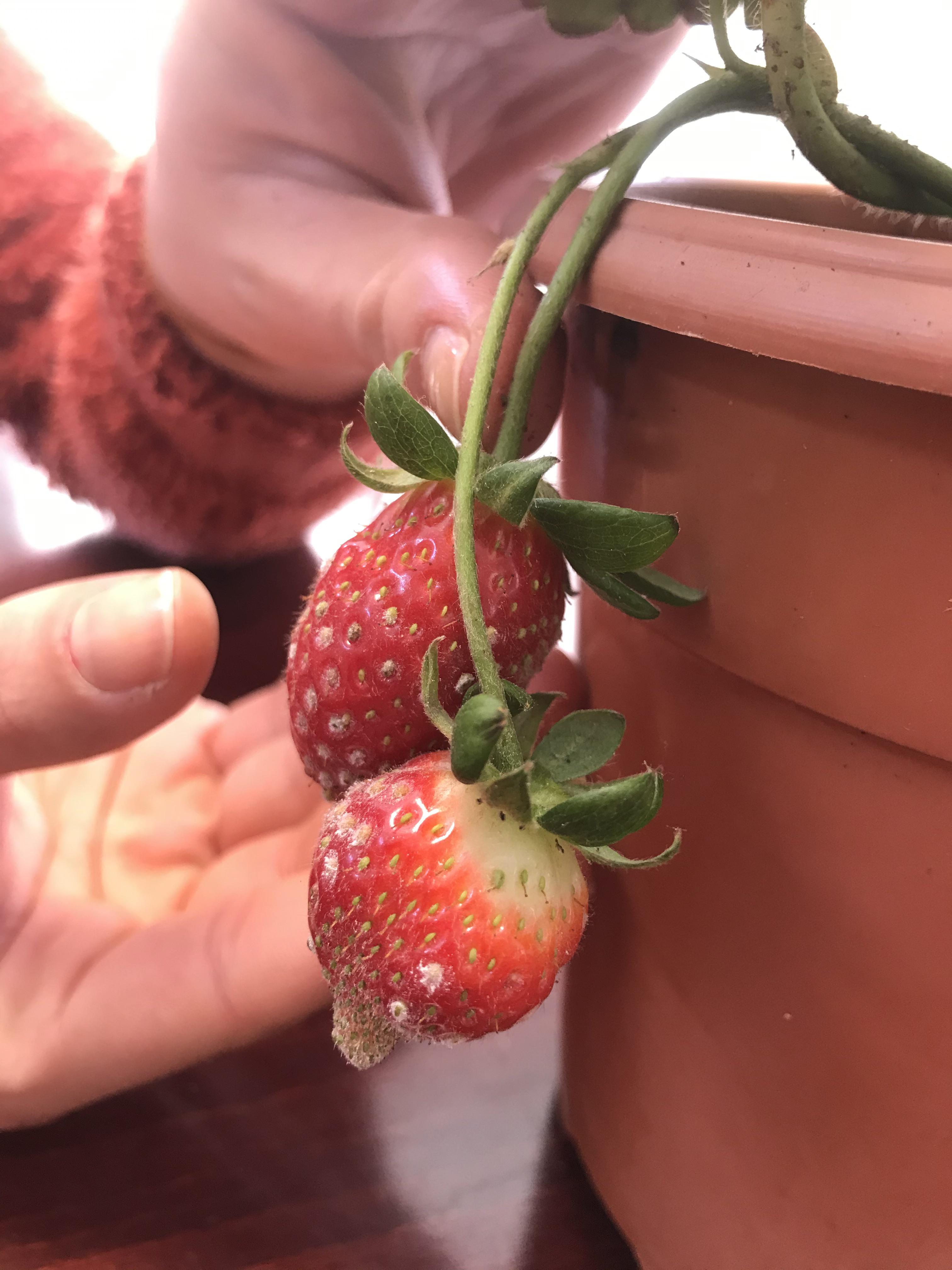 Weird (maybe moldy) growth on my young strawberry plant r/plantclinic