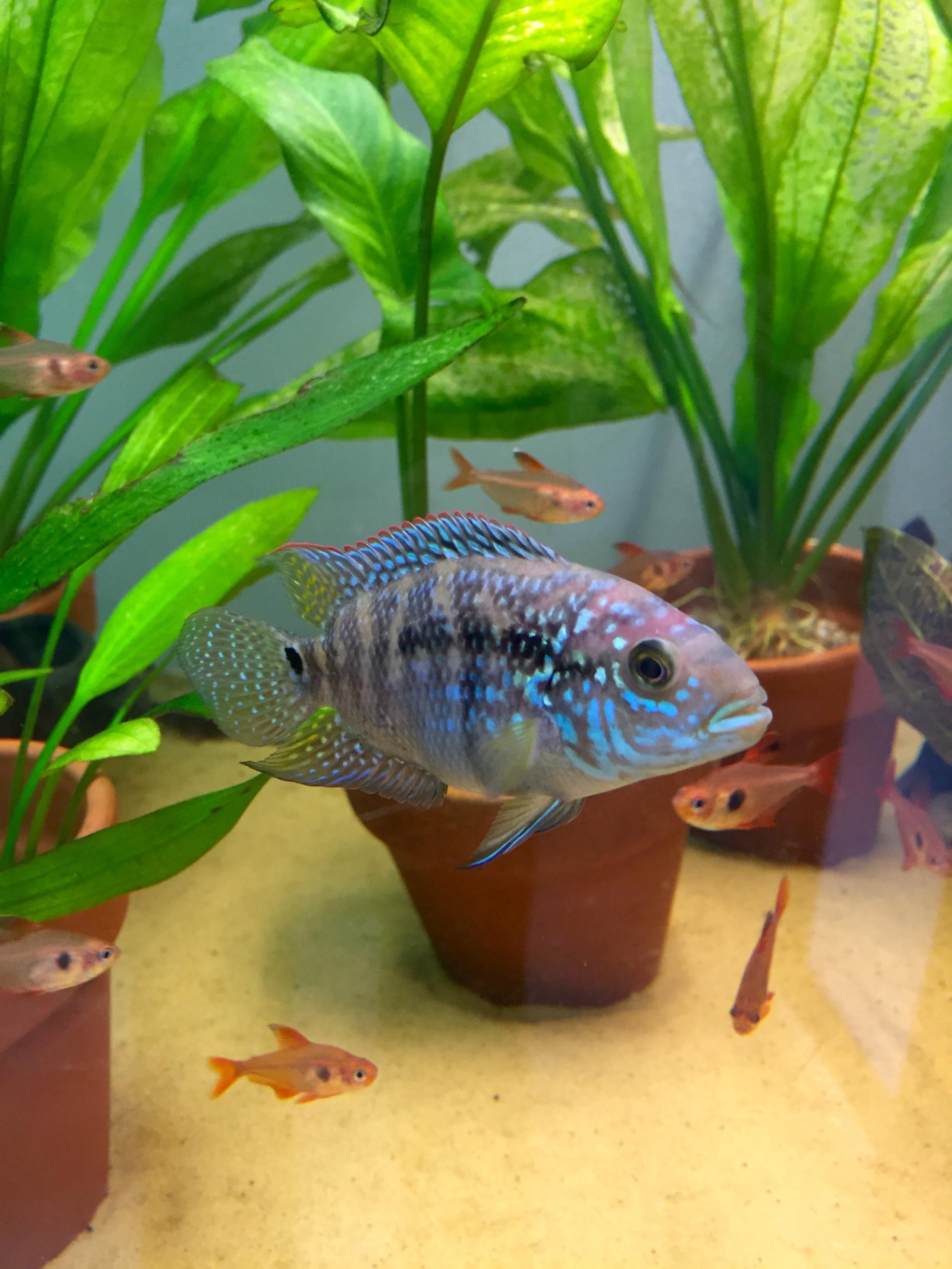 Jack Dempsey Male Shimmering For His Female Doovi