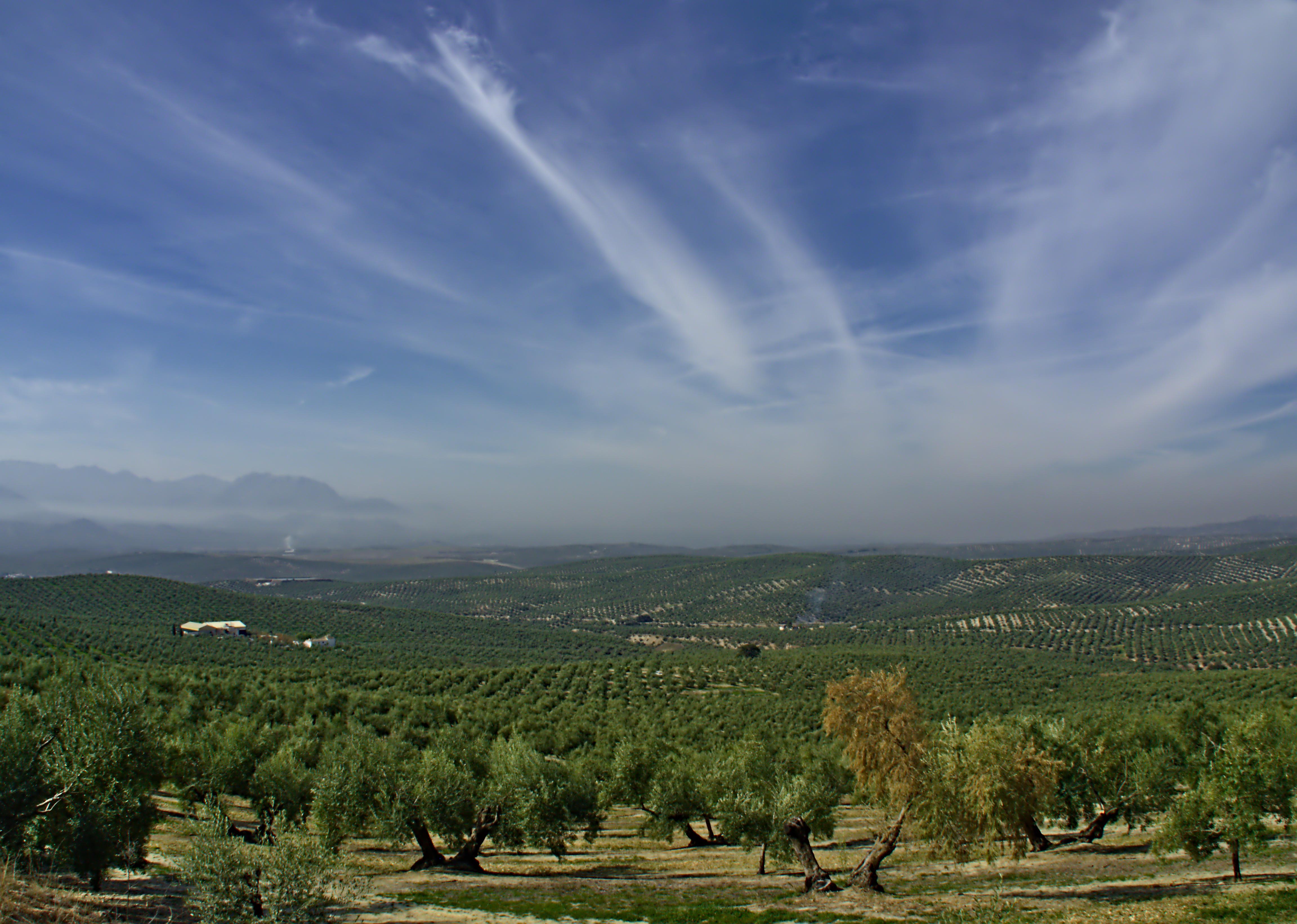 Visiting the olive fields in Jaén, Spain, one the biggest olive oil