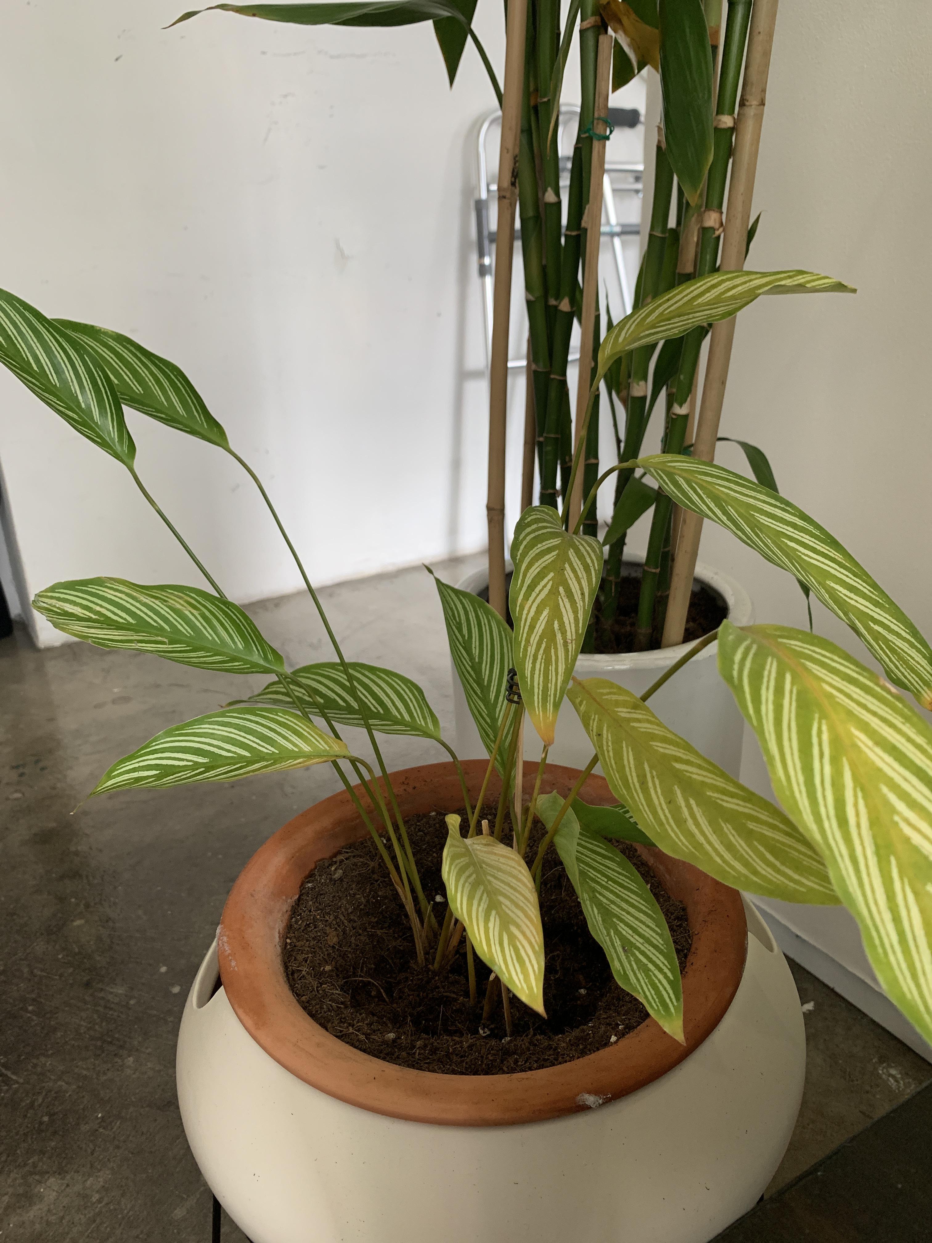 It's turning yellow after repotting. I've tried drying out the soil
