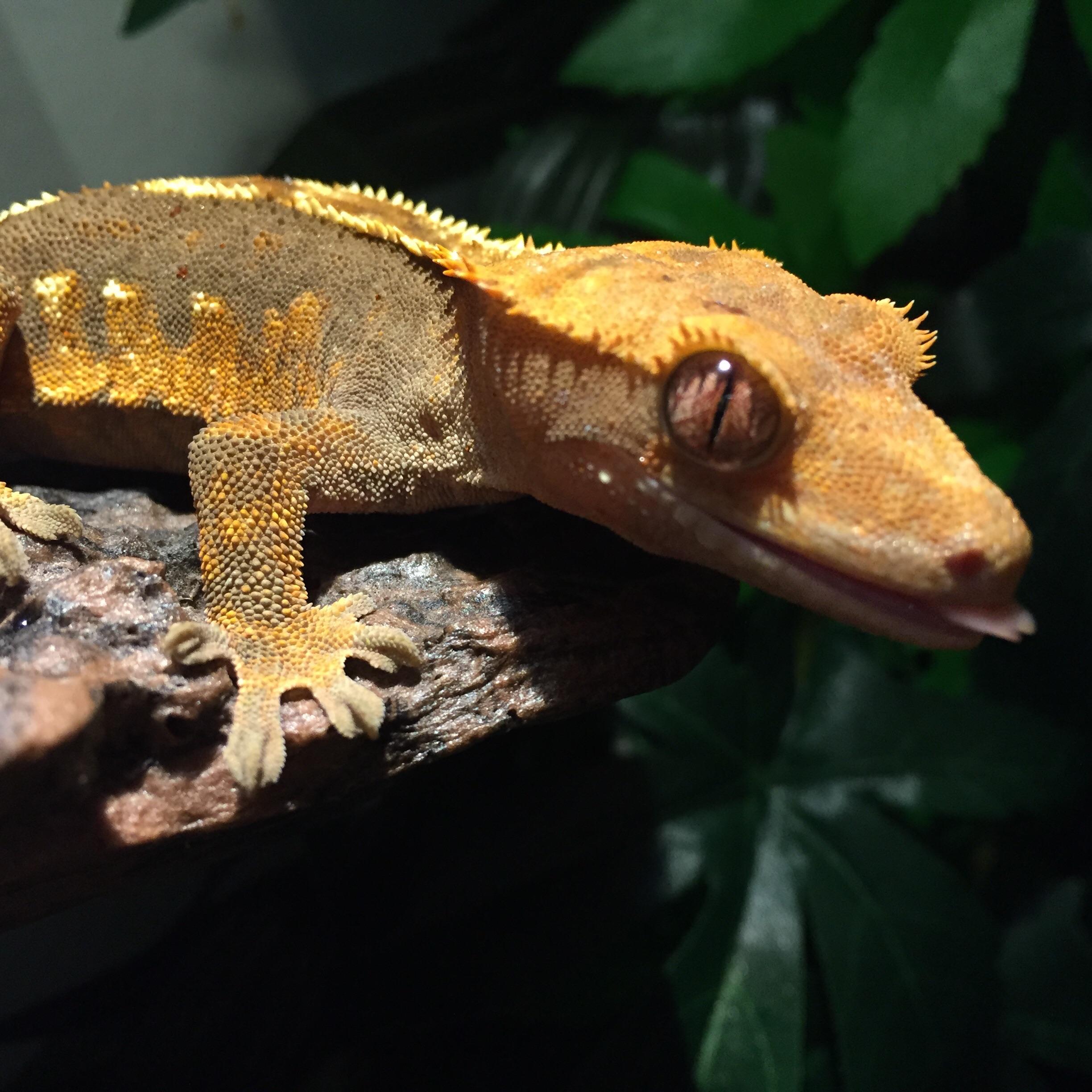 3592 best Crested Gecko images on Pholder Reptiles, Crested Gecko and