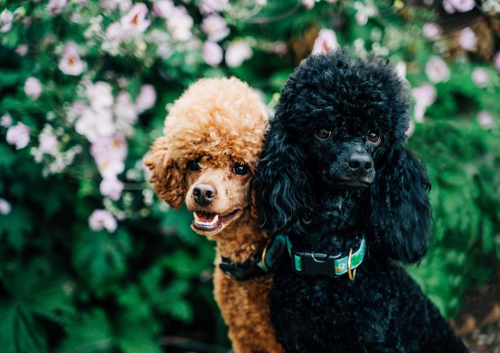 My two mini poodles! r/poodles