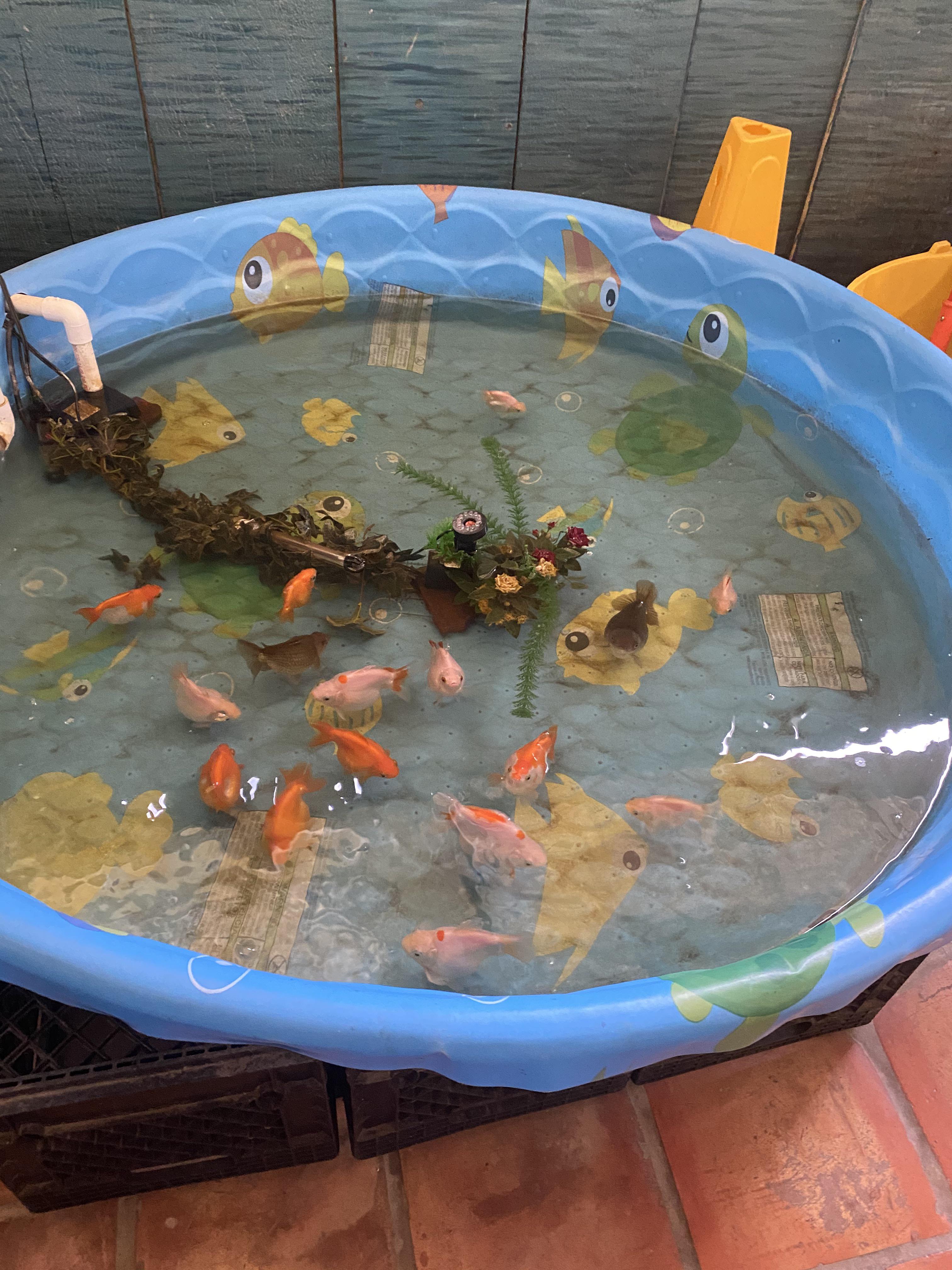 Found at a beachside Thai restaurant r/shittyaquariums