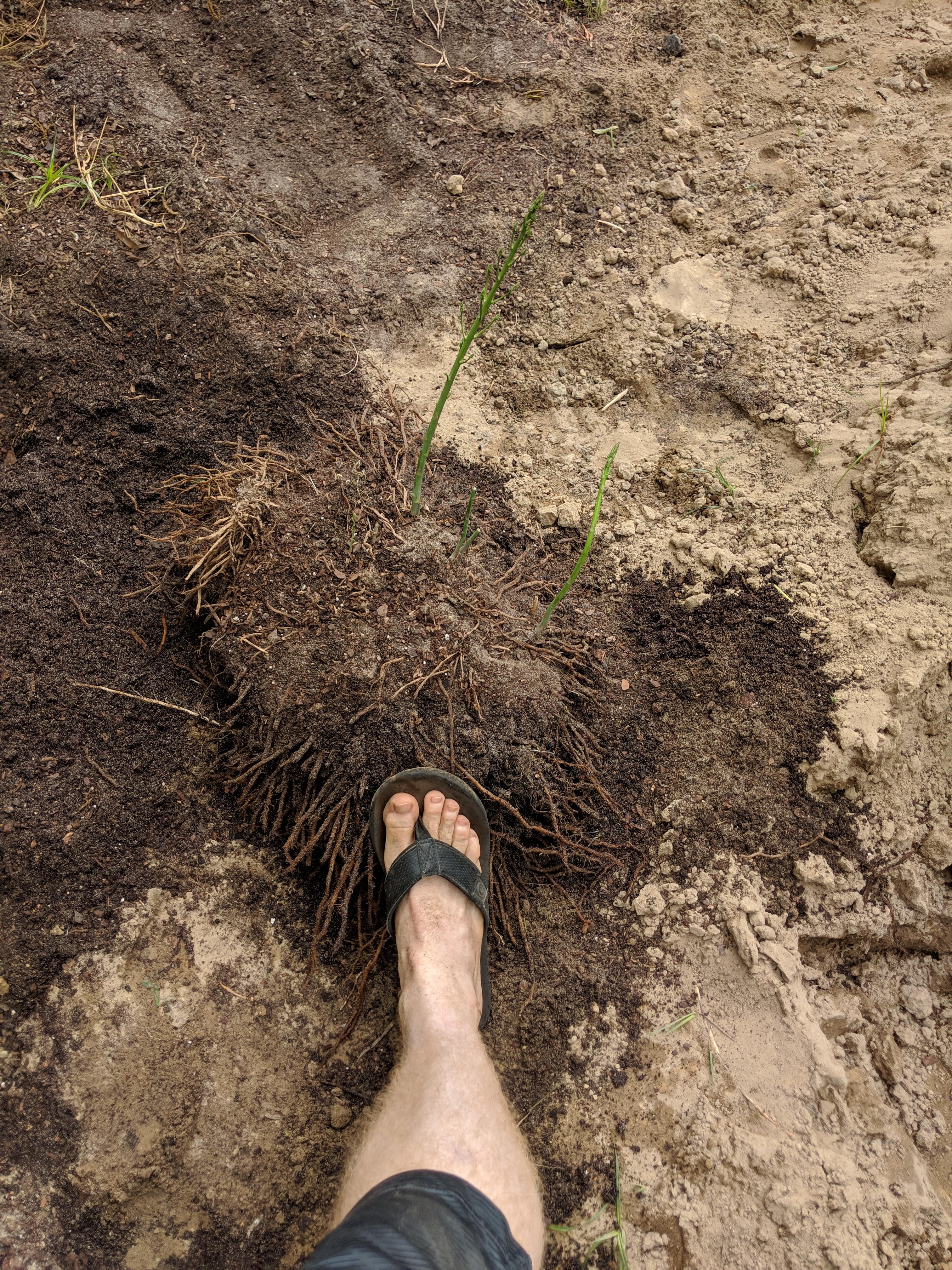 Huge asparagus root ball. Should or can I divide it to move and replant