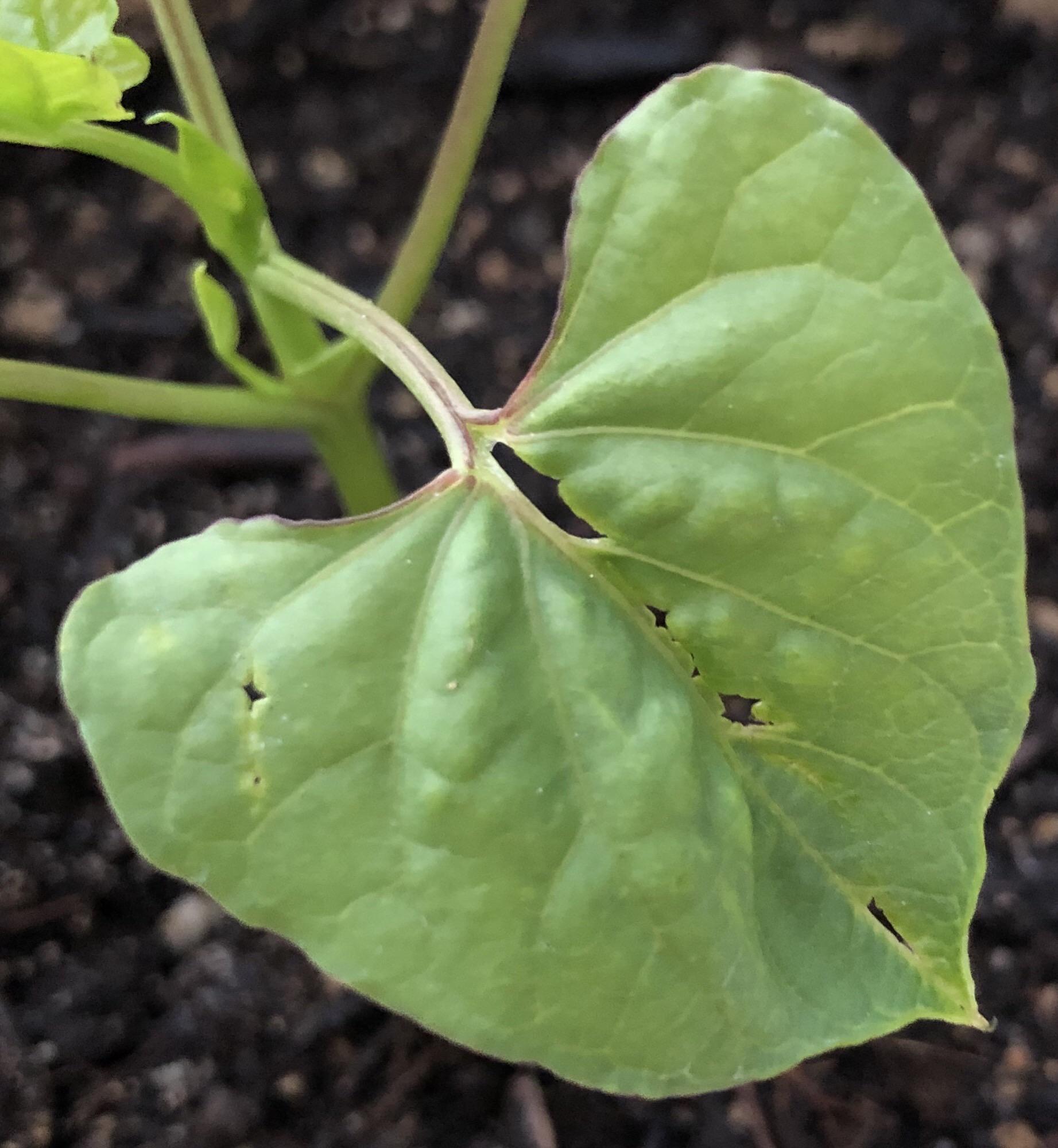 What's eating my Morning Glory sprout? This is my first time gardening