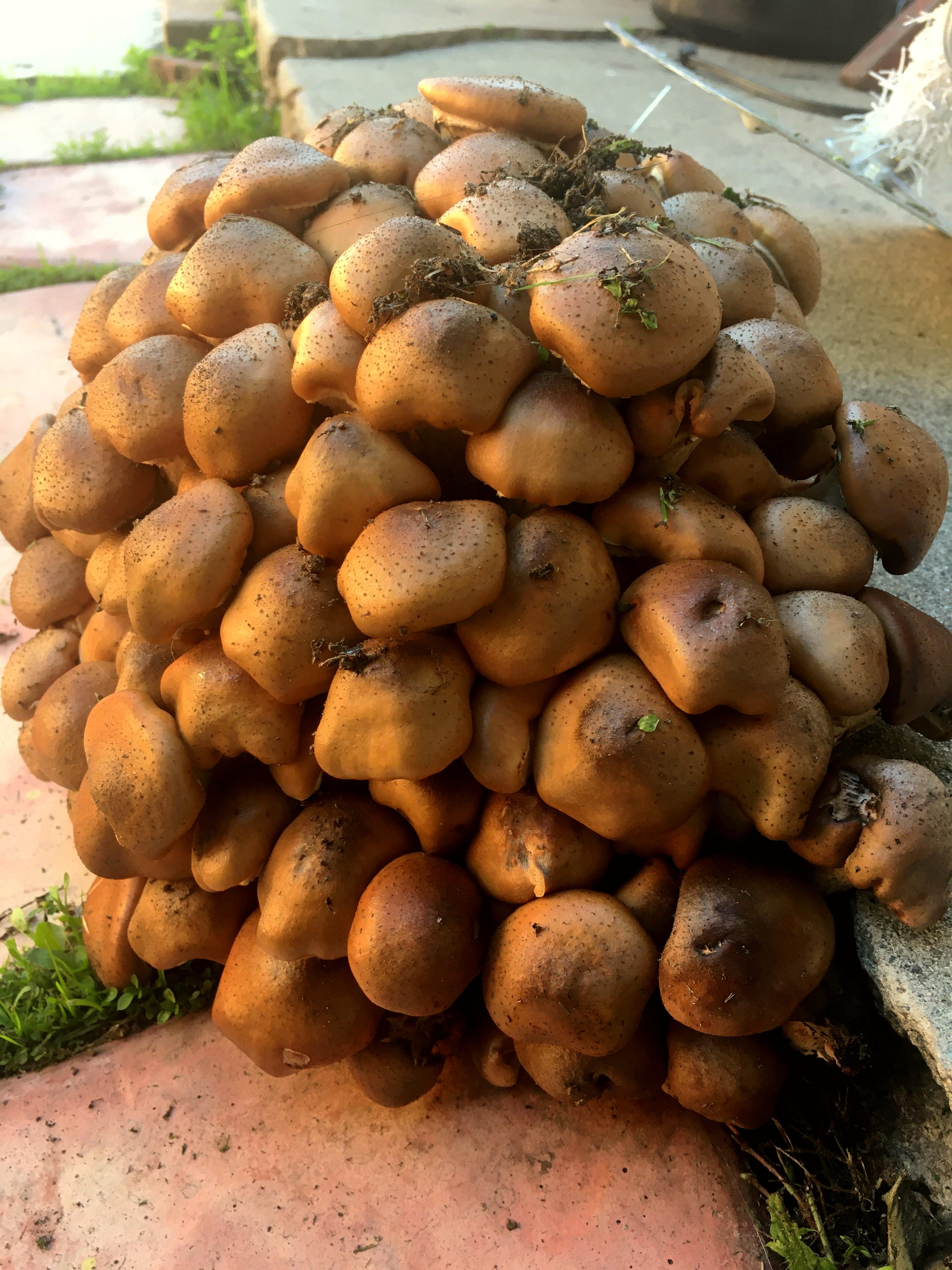Cluster mushrooms at my boyfriends house. They sprang up within a day