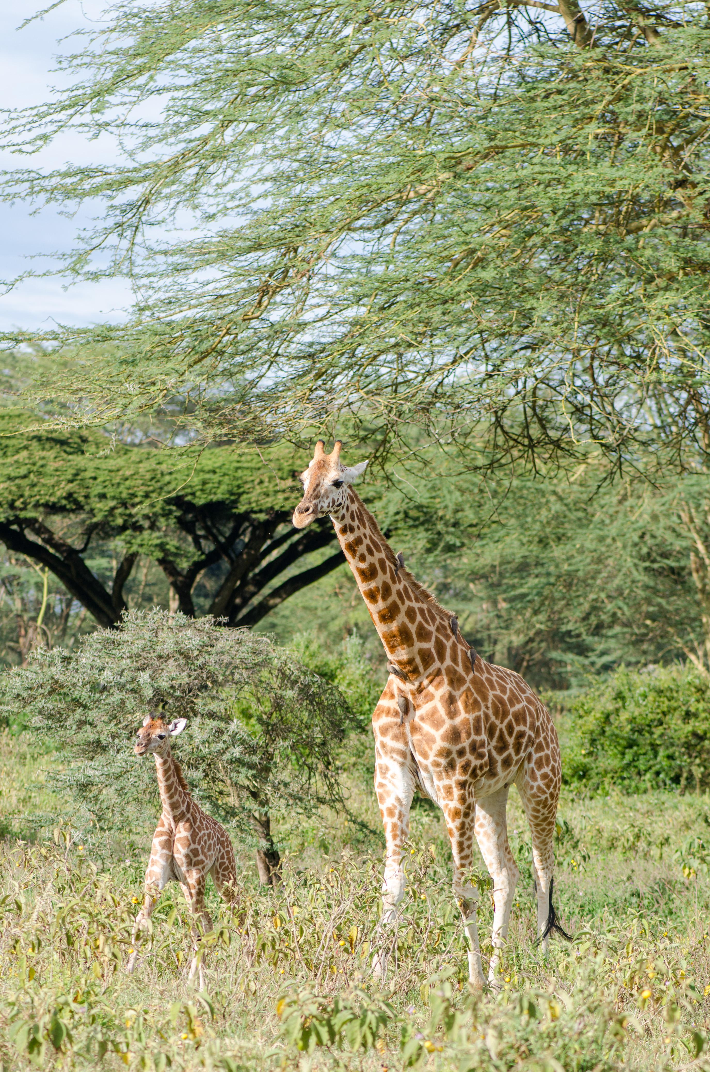 Mother and baby giraffe r/wildlifephotography