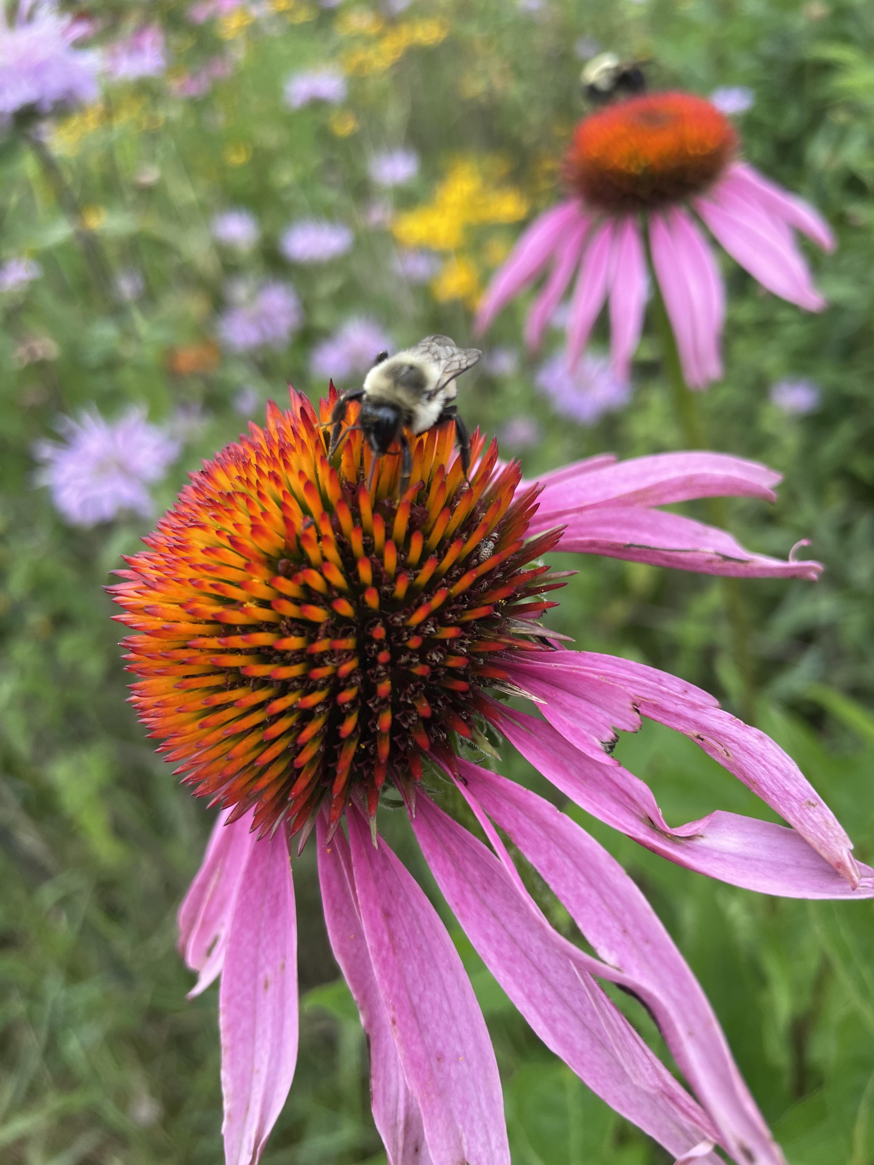 Bees on Echinacea flowers (Pomfret CT, 2021, by me) r/pics