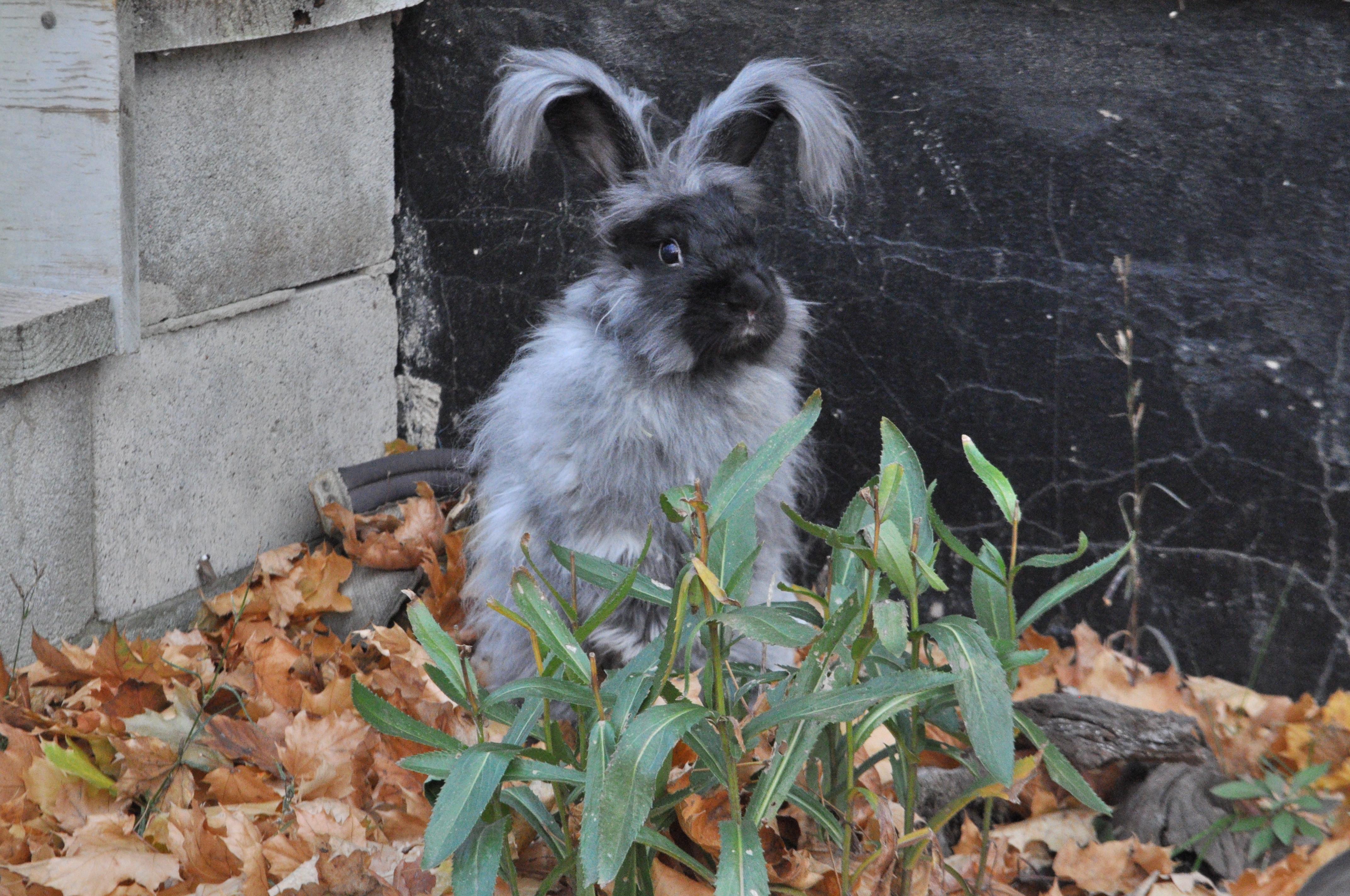 Enjoying the fall weather ) r/Rabbits