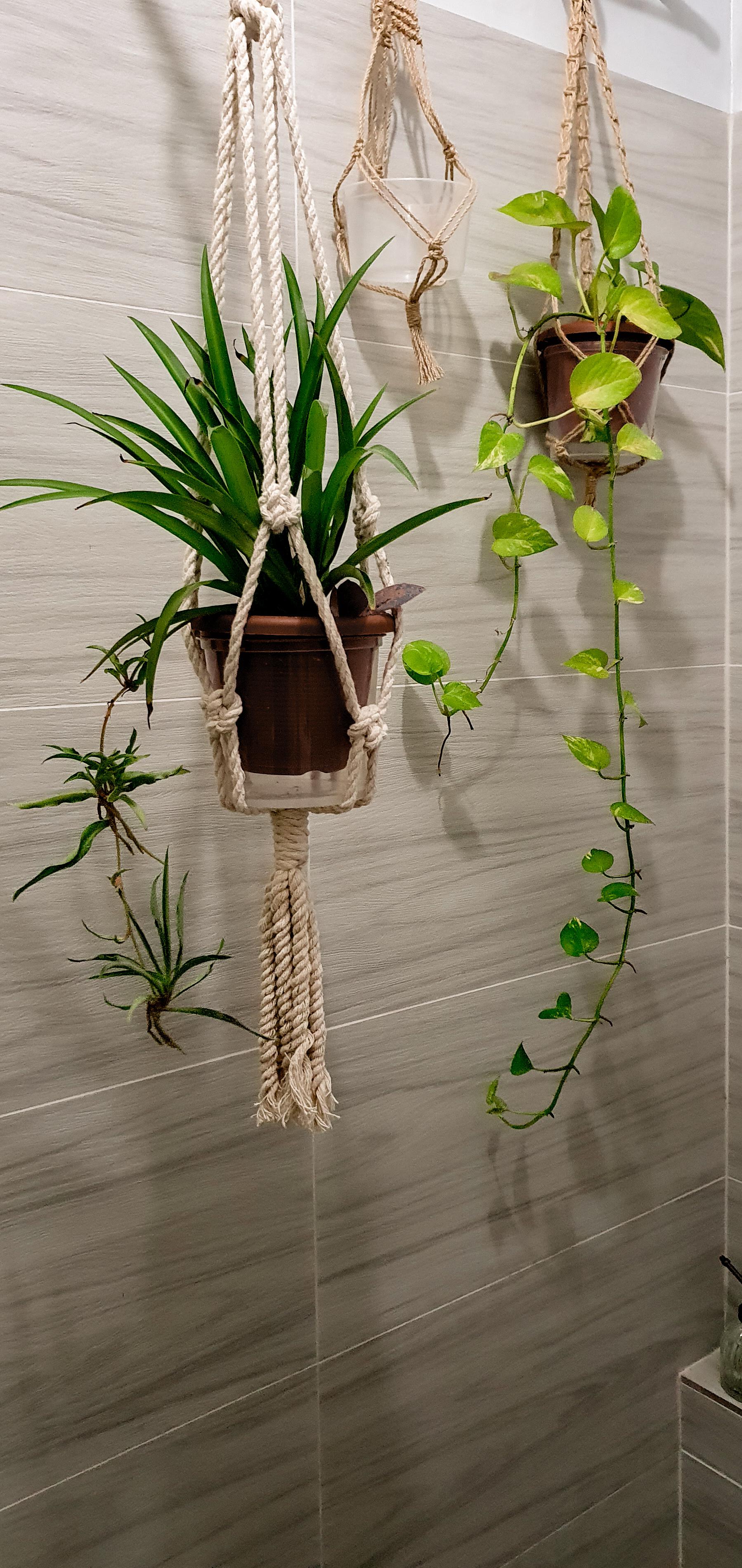 Starting to hang some plants in the bathroom! 💚