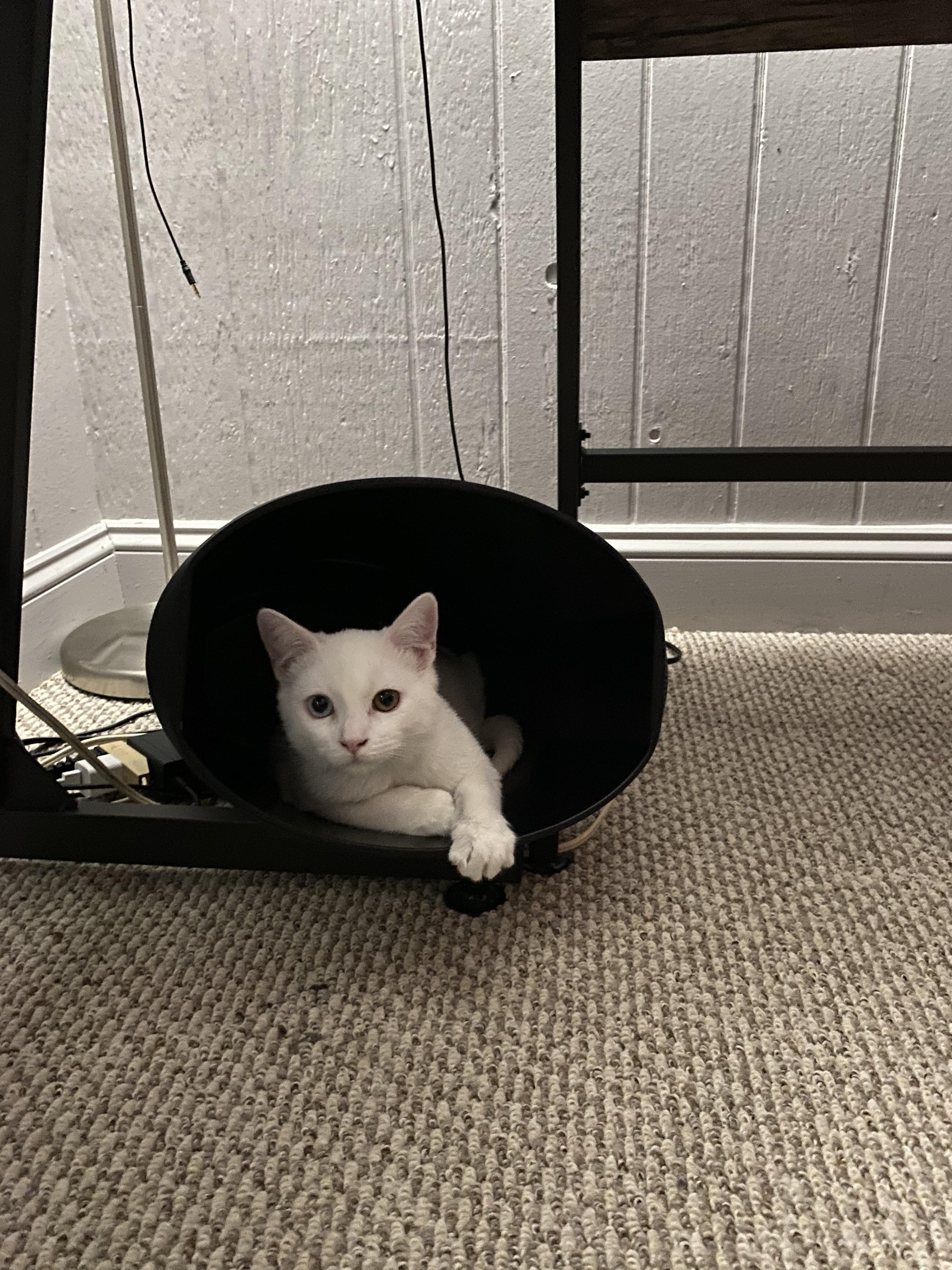 Why use cat tree when can be trash kitten r/kittens