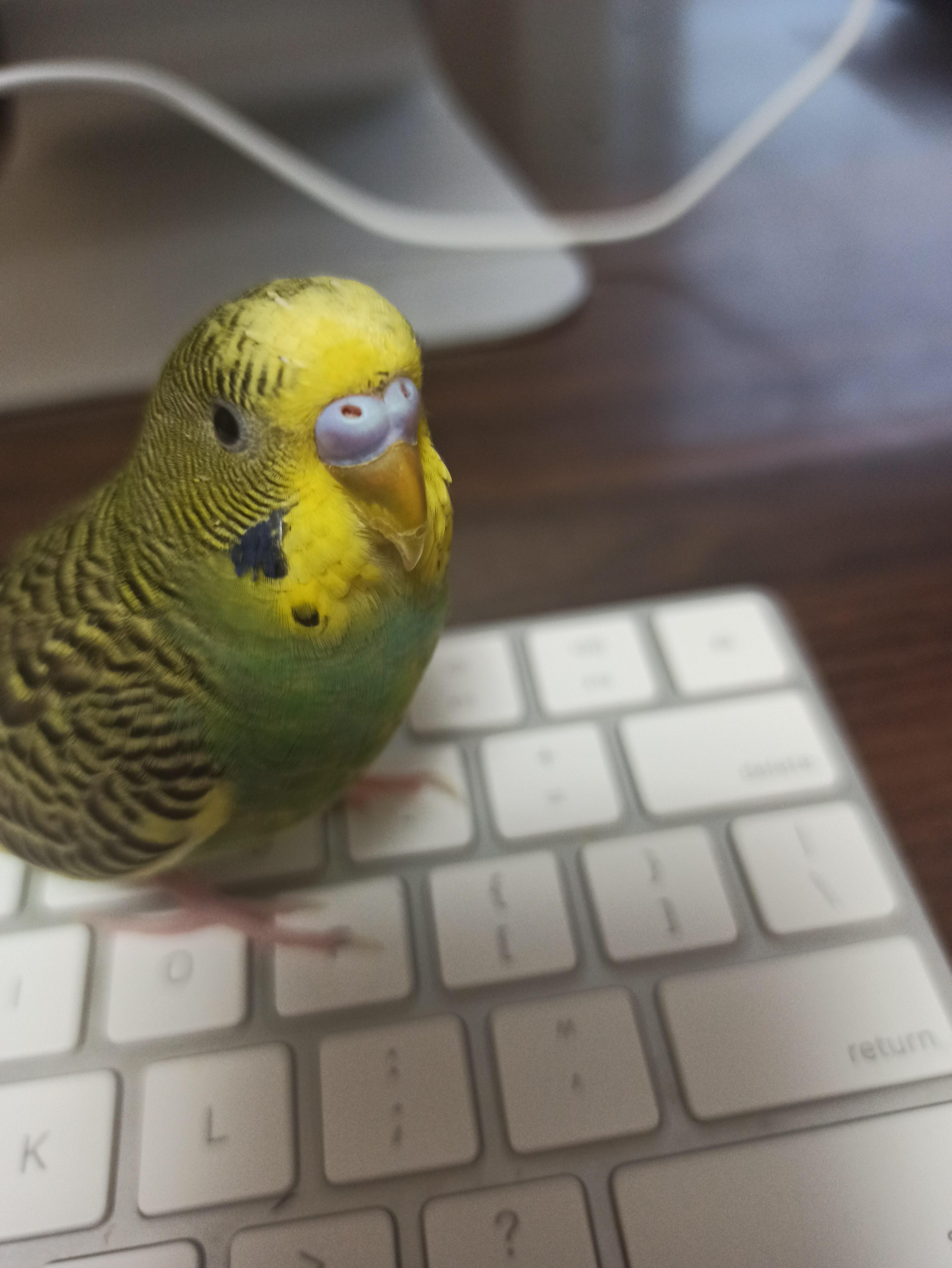 Help why is my budgies beak so cracked r/budgies
