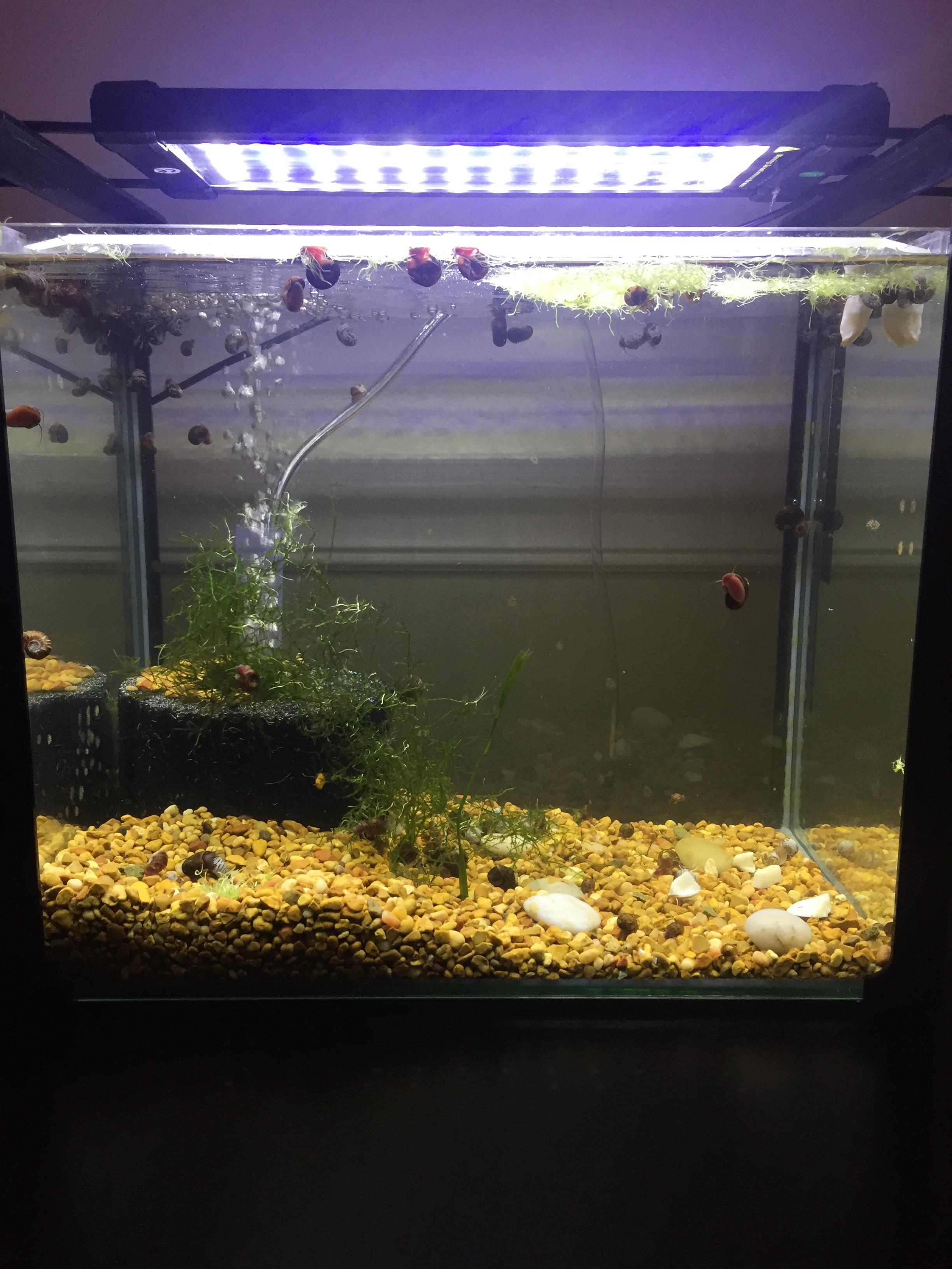 Upgraded snail breeding tank for dwarf puffers. r/Aquariums