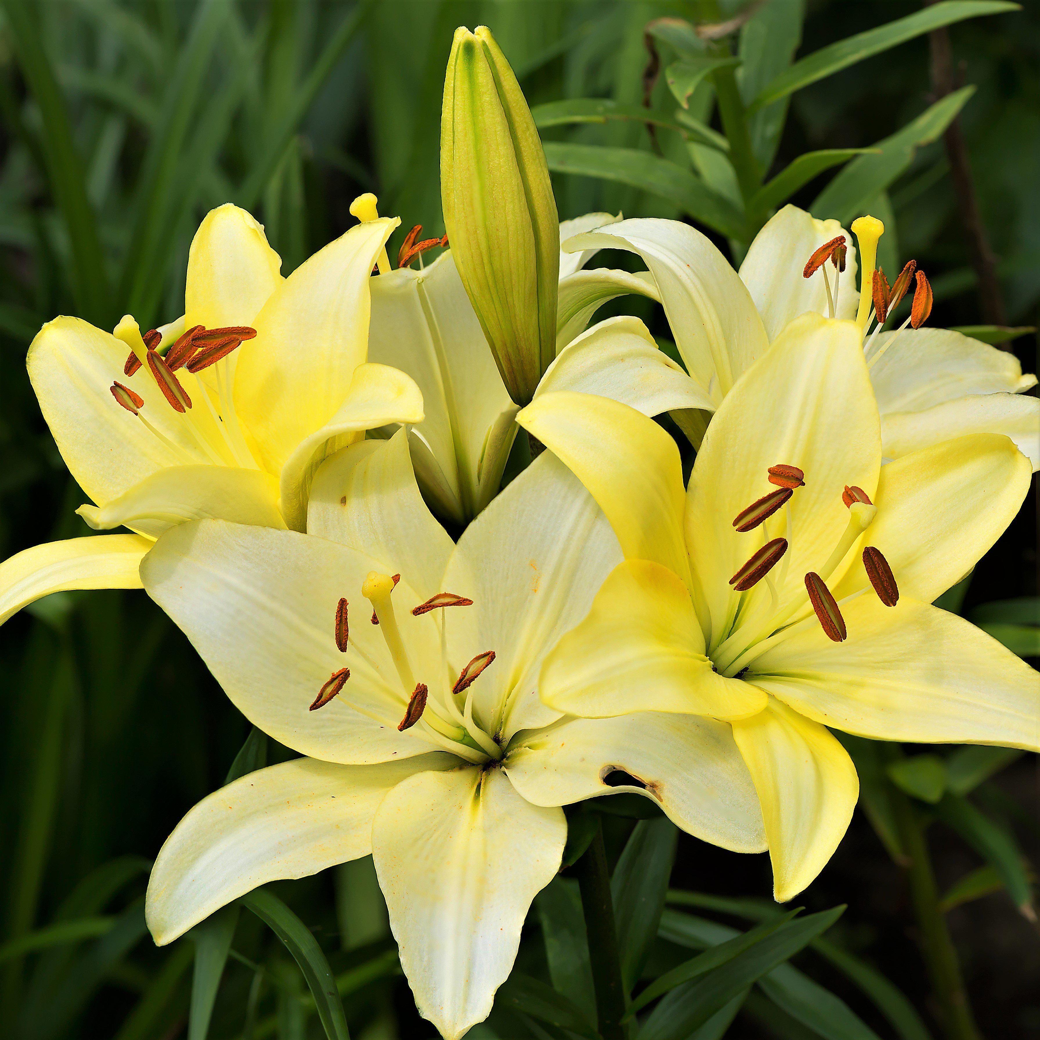 In case anyone wanted to pick some of their own. Asiatic yellow lilies