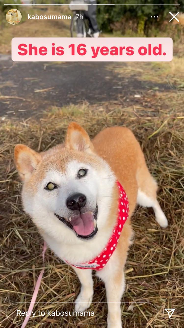 Today is the birthday of Kabosu (the dog behind doge) (from her IG