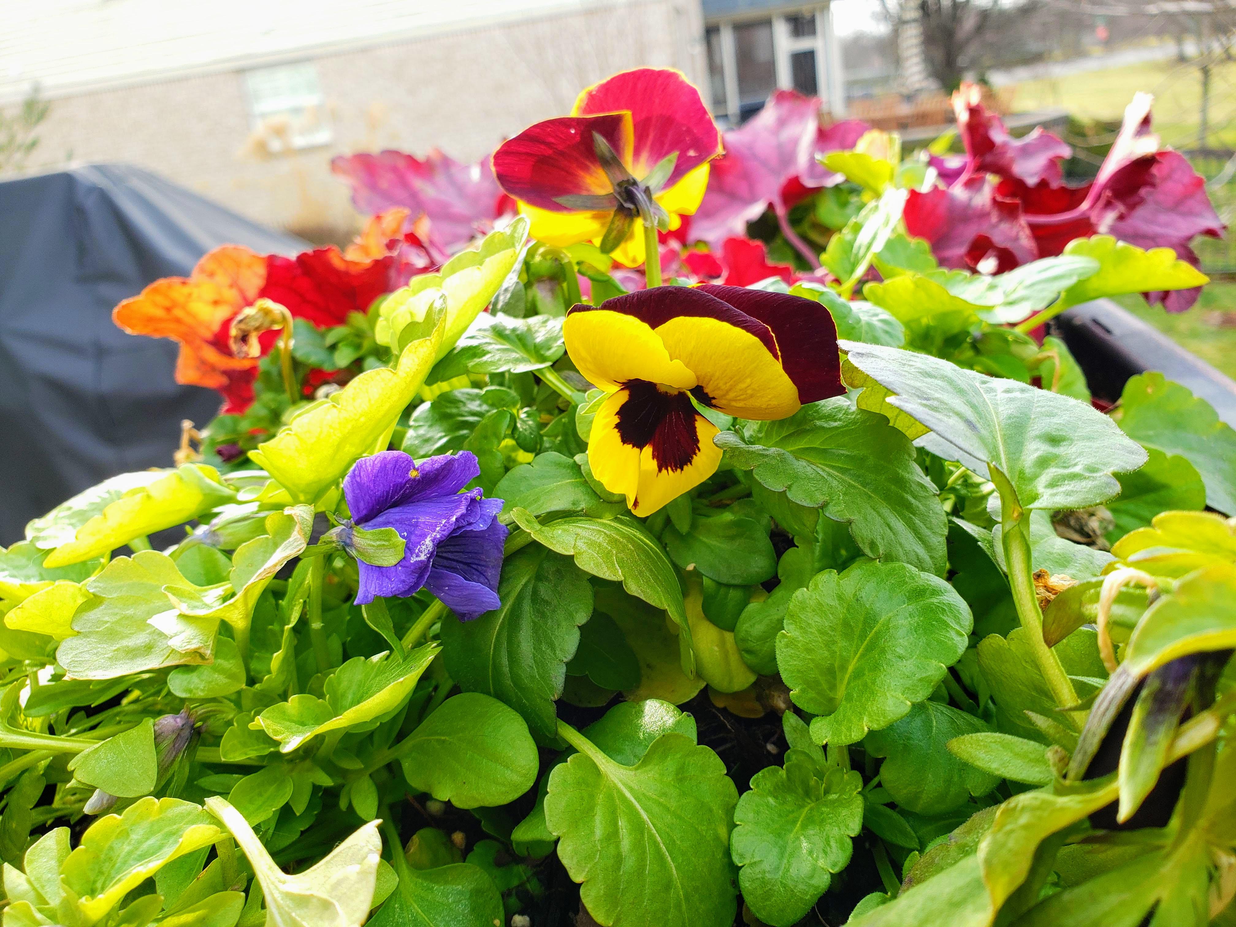 Pansies still blooming in Indiana! r/plants