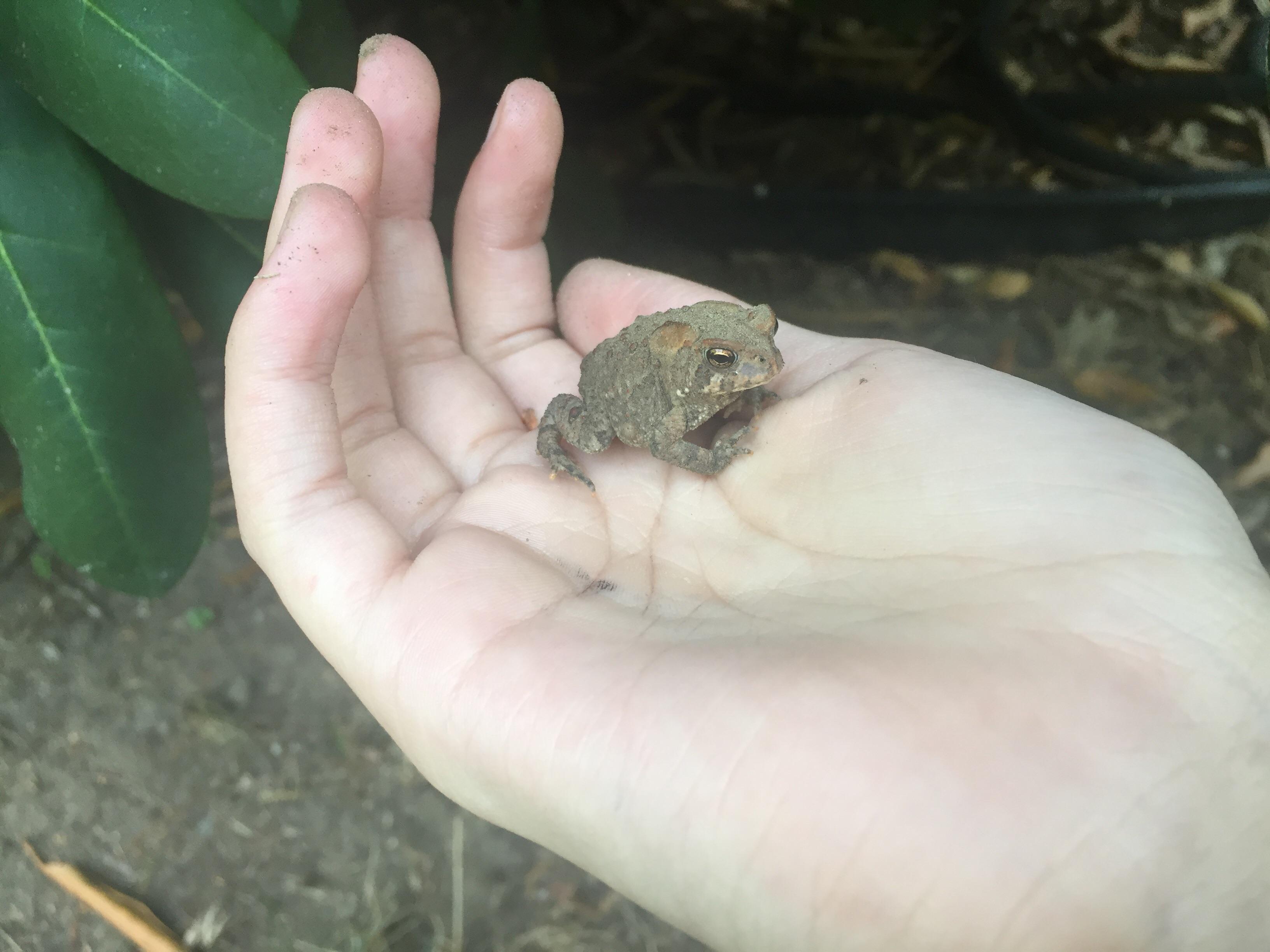 Tiny p h r ö g I found today. frogs