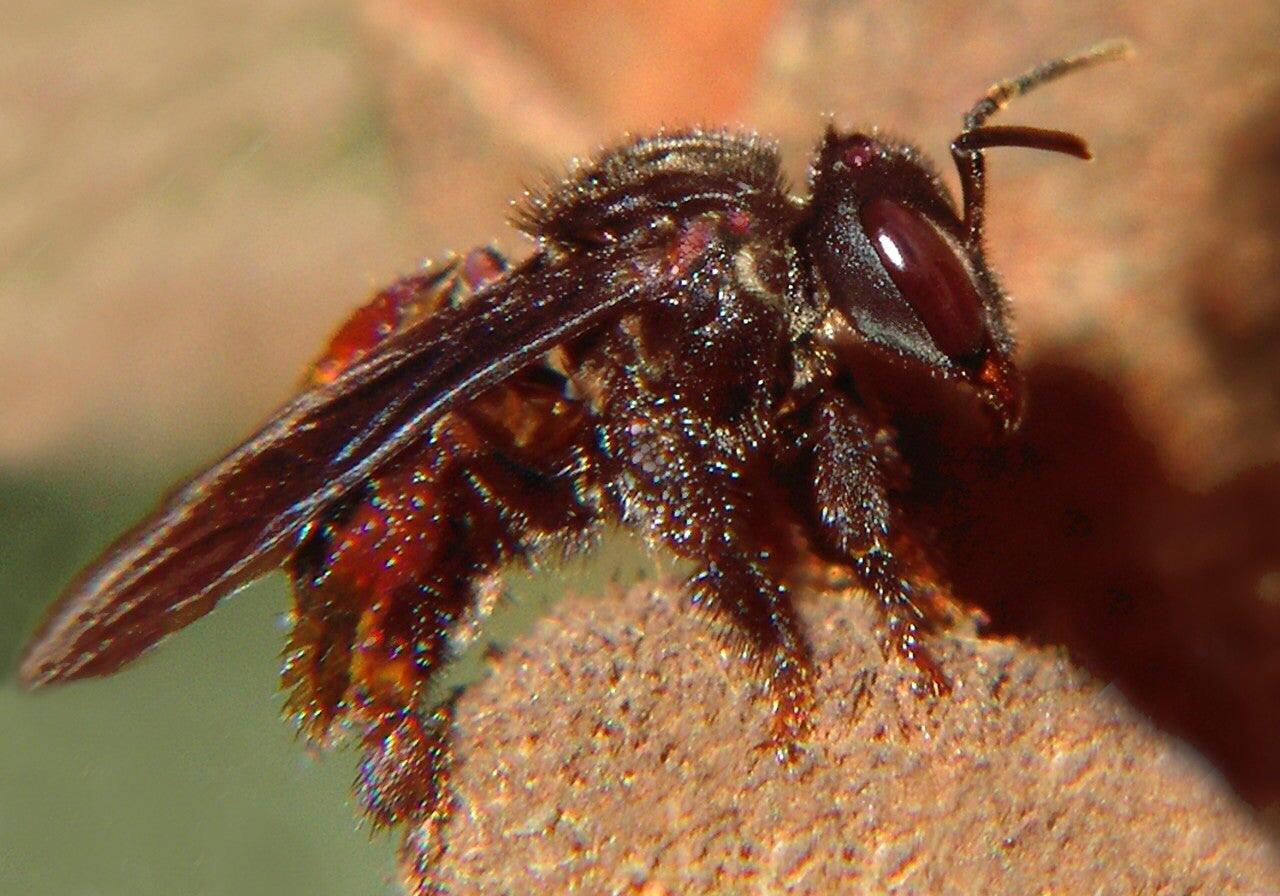 TIL A vulture bee harvests blood instead of nectar and produces meat