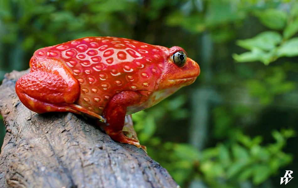 Strawberry frog r/HybridAnimals