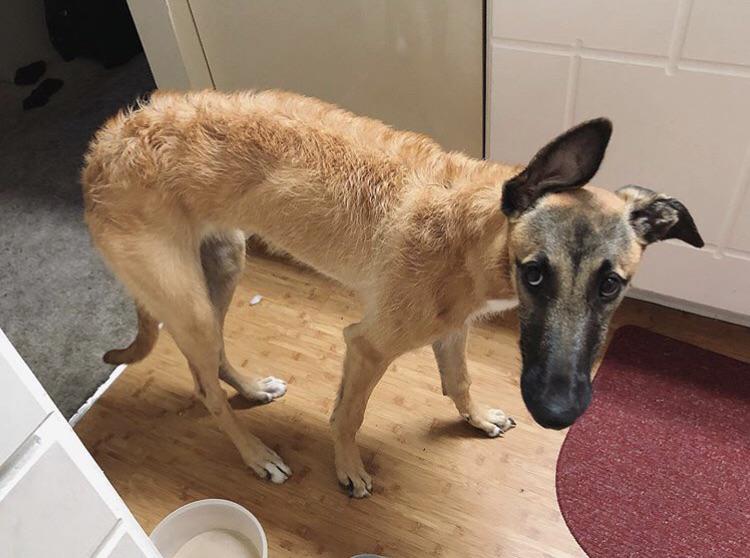 Goblin is mostly greyhound and a mystery mix of Borzoi and Irish