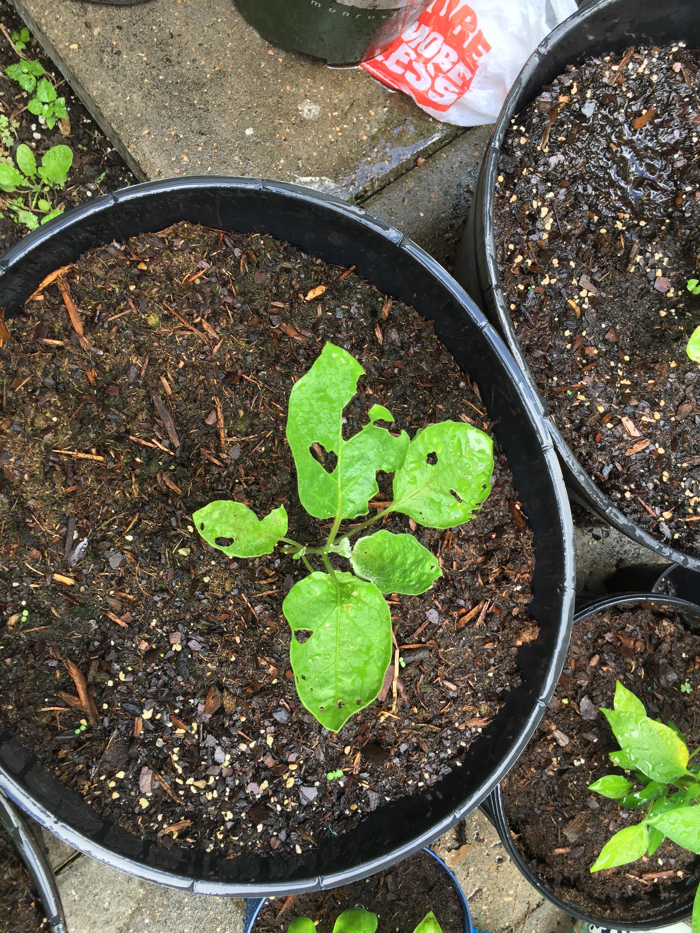 Eggplant getting eaten by bugs. Should I remove it and plant something