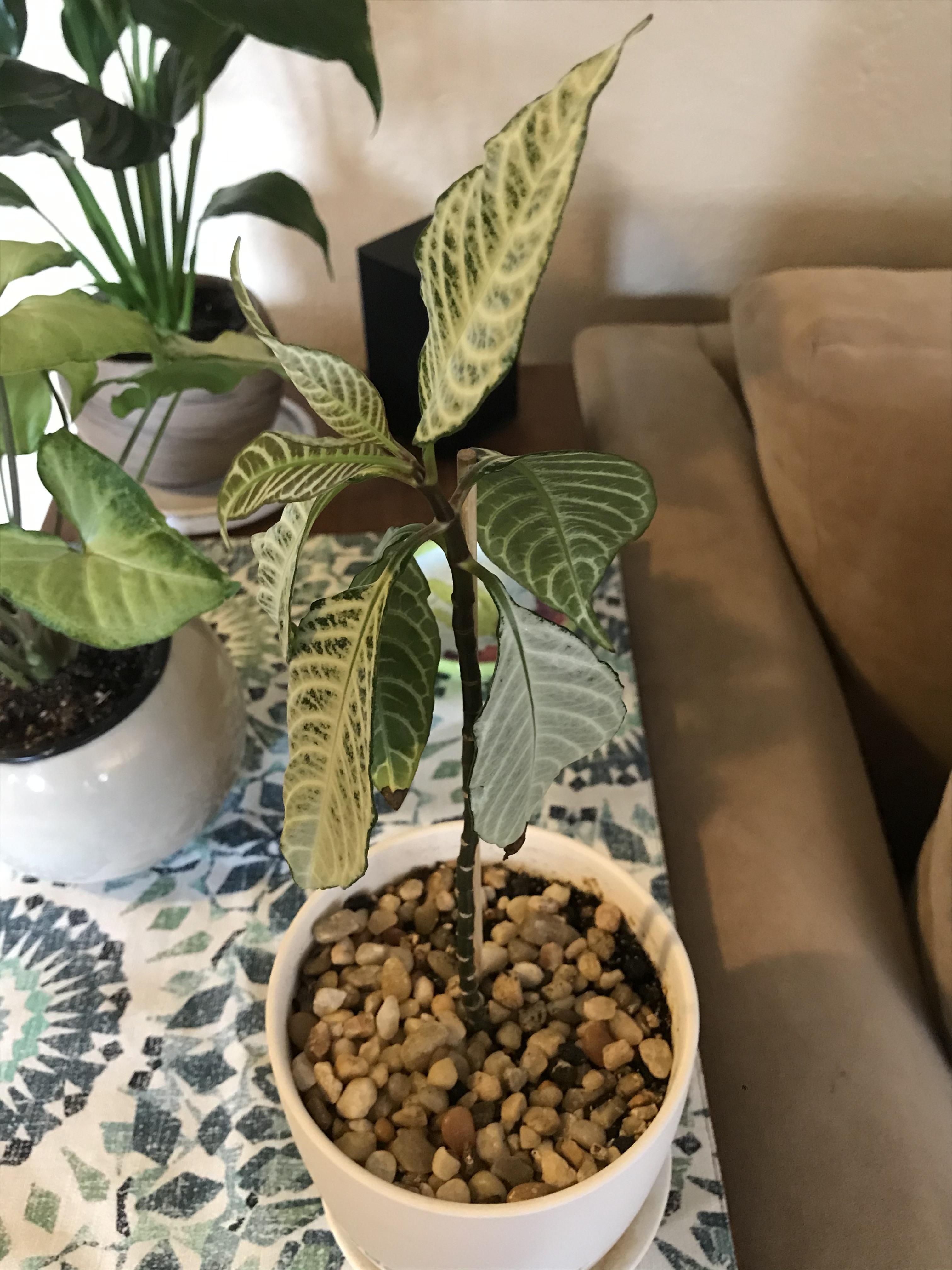 What, if anything, can I do for my zebra plant? It has gotten so leggy