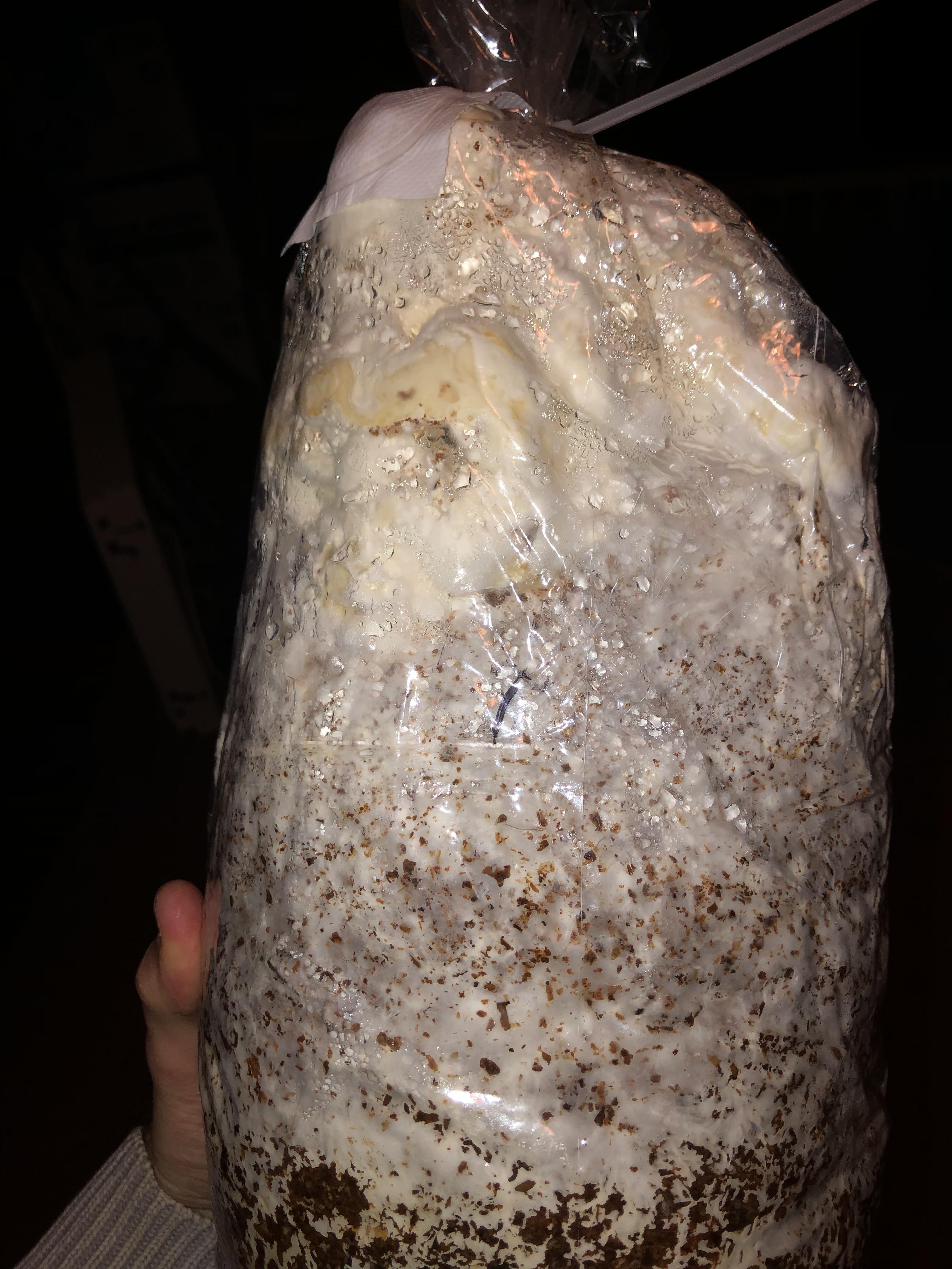 [Technique] My bags of king trumpets have started to bloom. How should