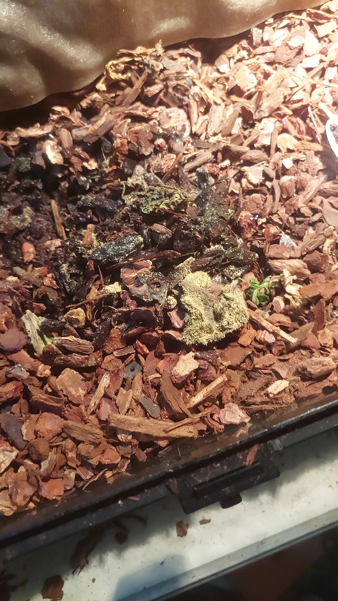 what is this,I found it in my tortoises tank. r/turtle