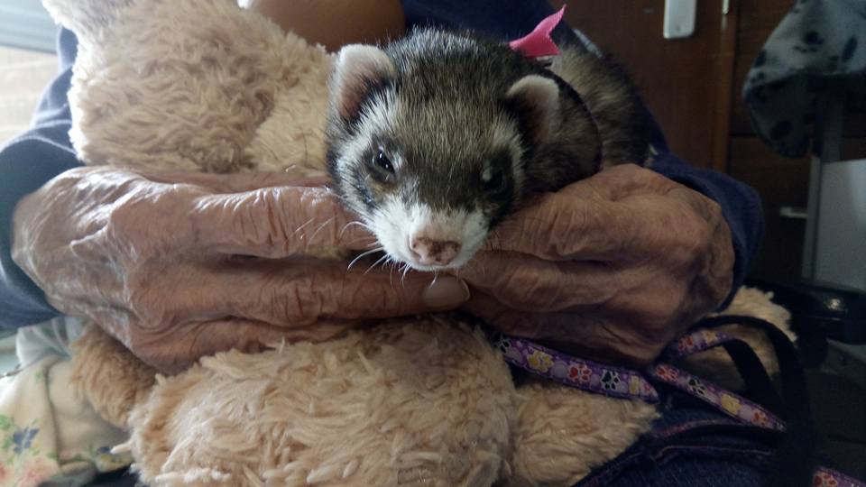 My ferret Zelda doing pet therapy with an elderly person suffering from