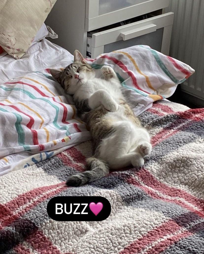 Cat vomiting green slime (sorry tmi) r/cats