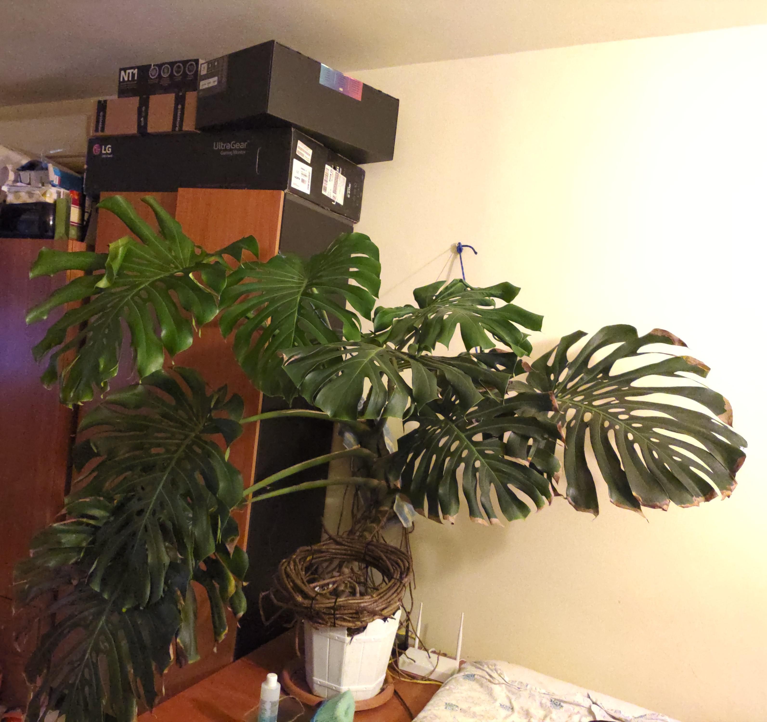 How do you shine the leaves of your plants? I've heard milk or beer can