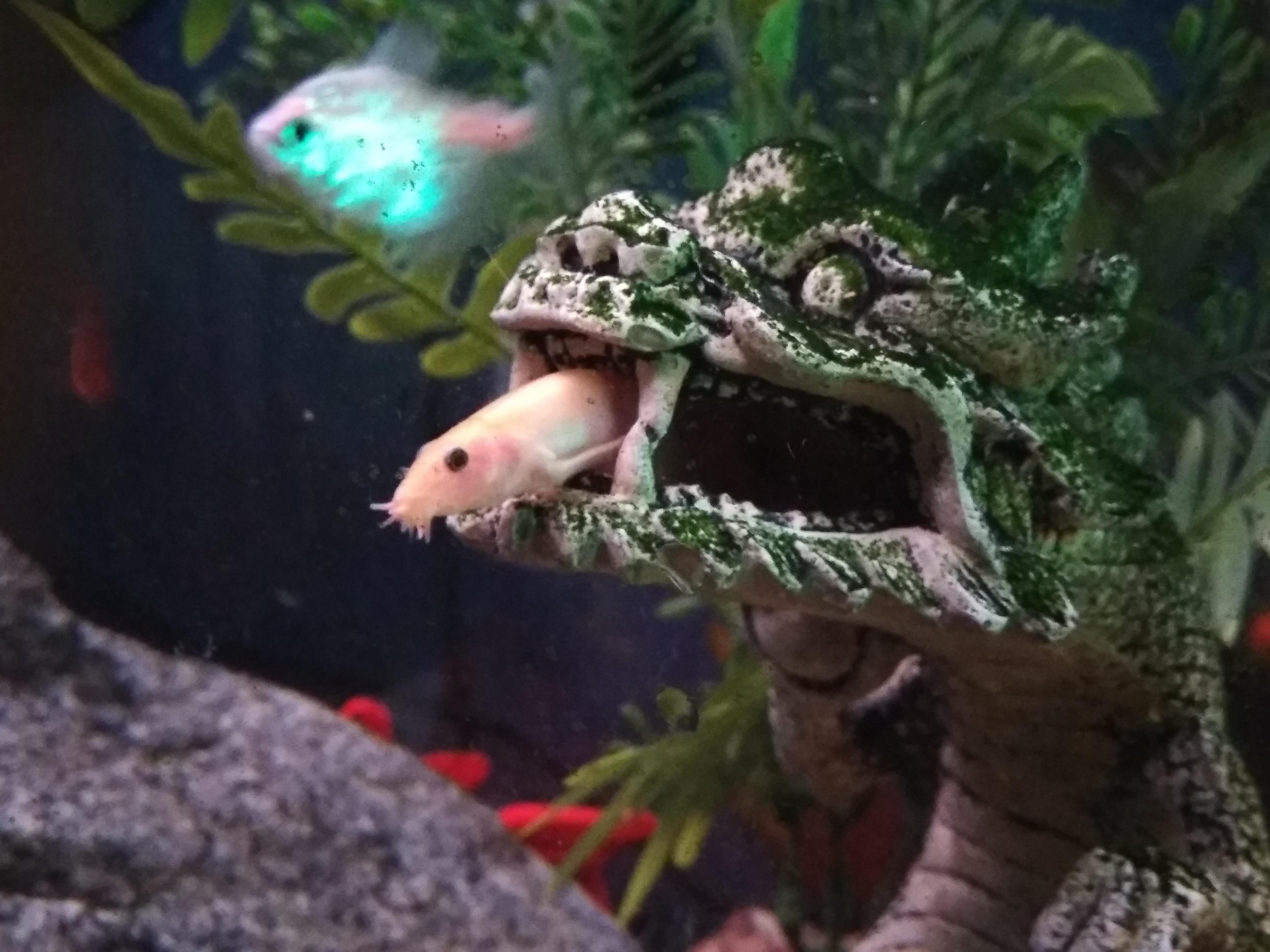 The dragons tongue. r/Aquariums