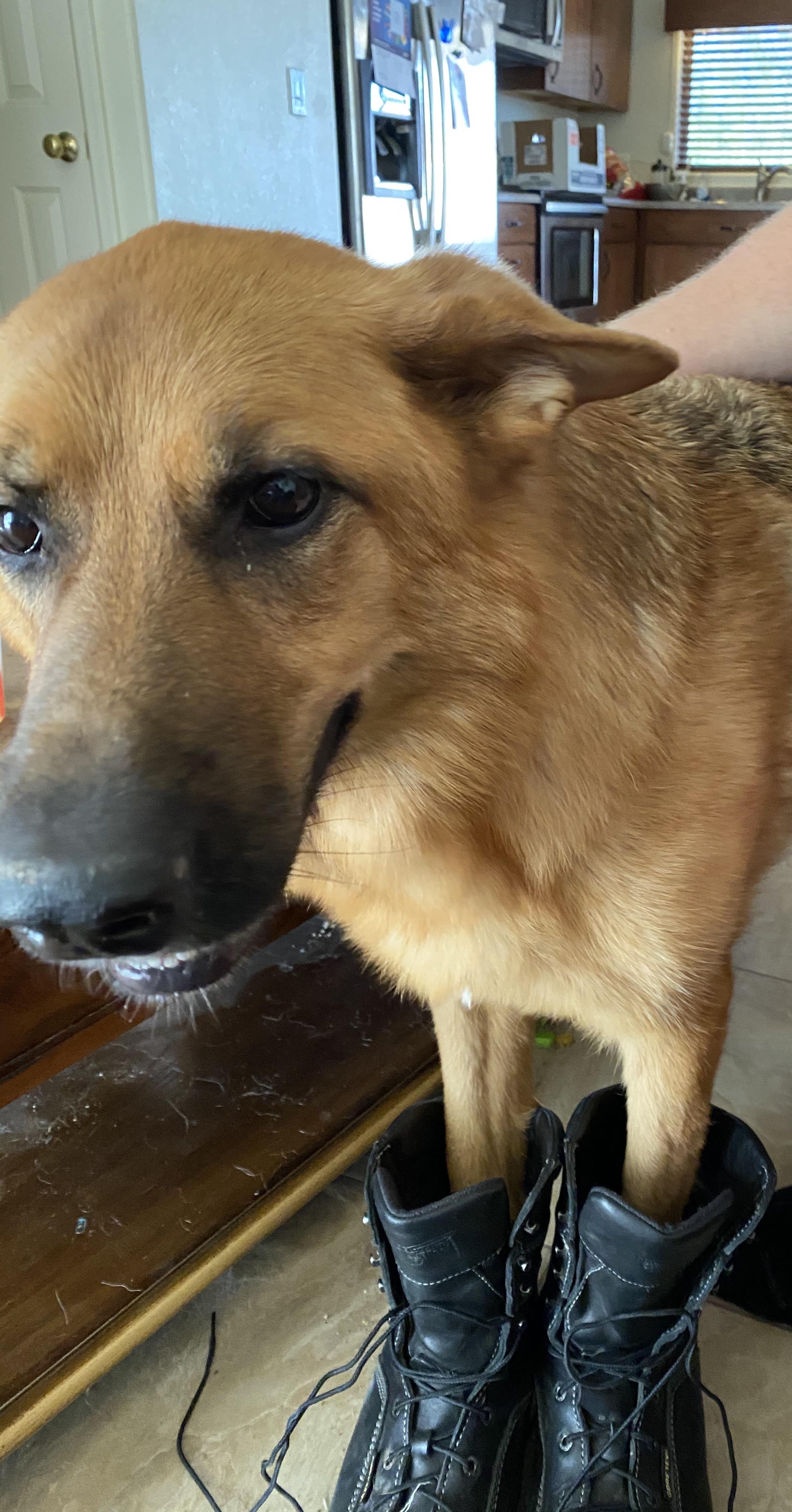 Here’s my dog wearing my boots r/Eyebleach