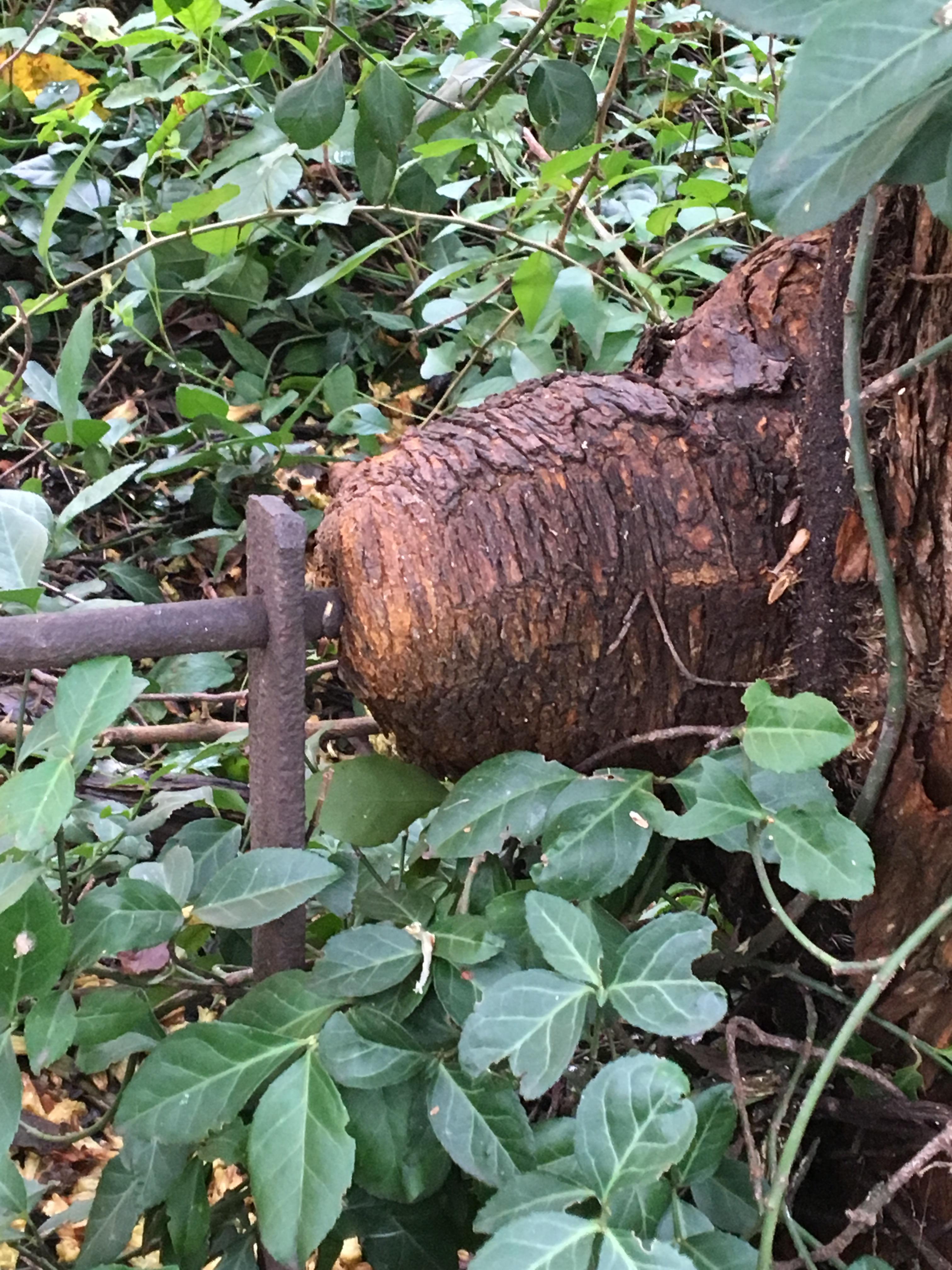 Tree eating an iron fence on the Alden Park Apartments grounds. r