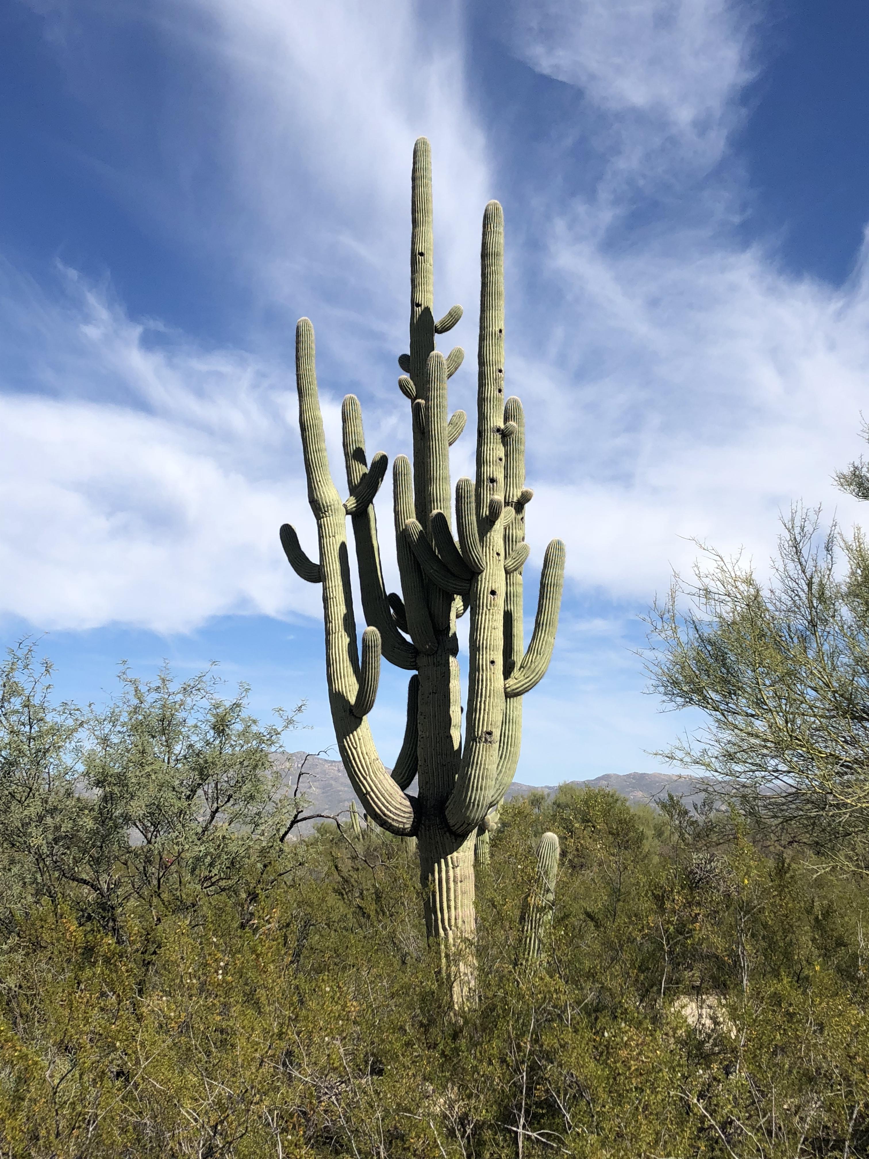 Saguaro National Park. The Saguaro cactus can grow up to 60 feet and