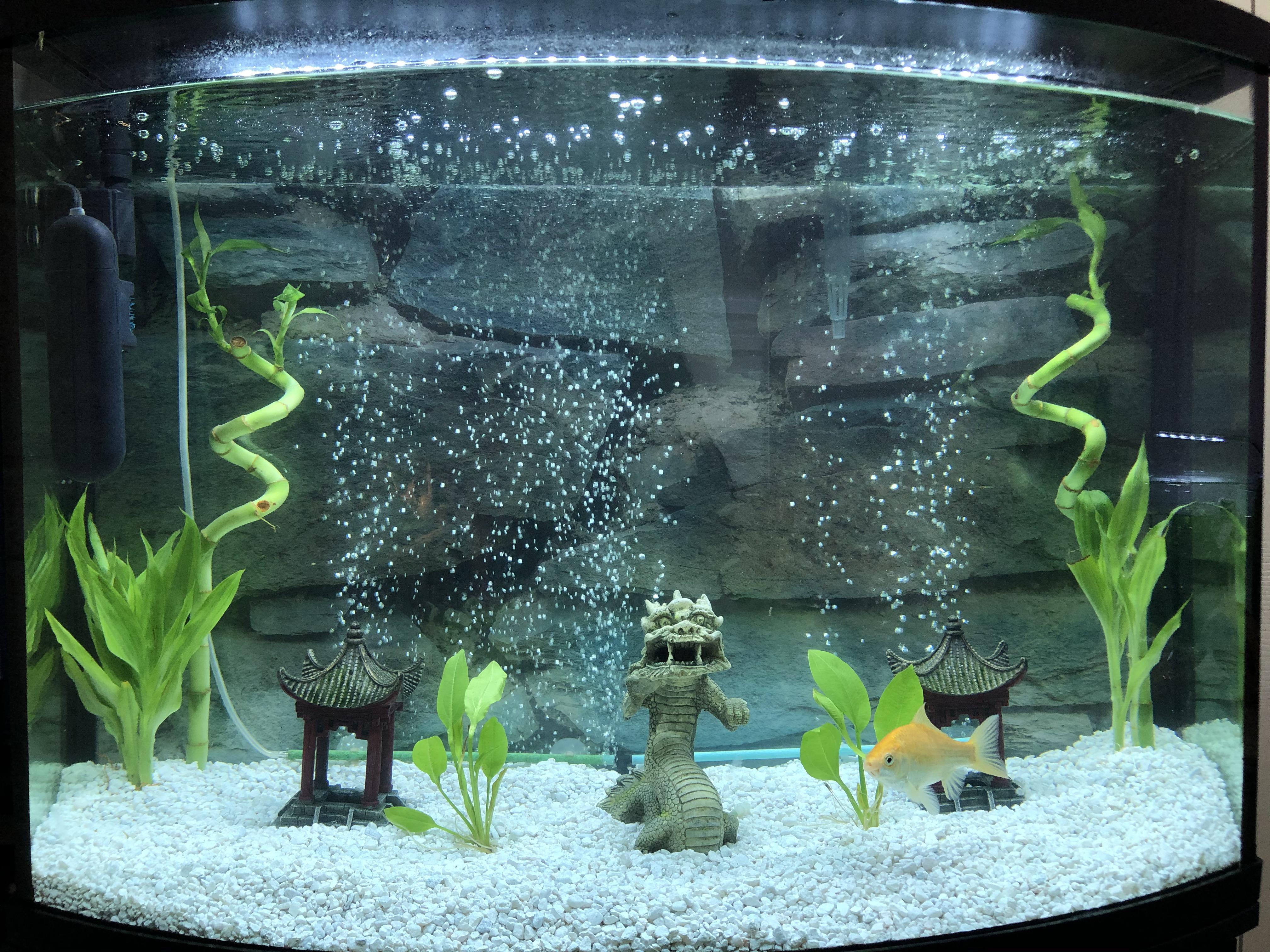 Upgraded to a 36 gallon. He still has two buddies that are in the old