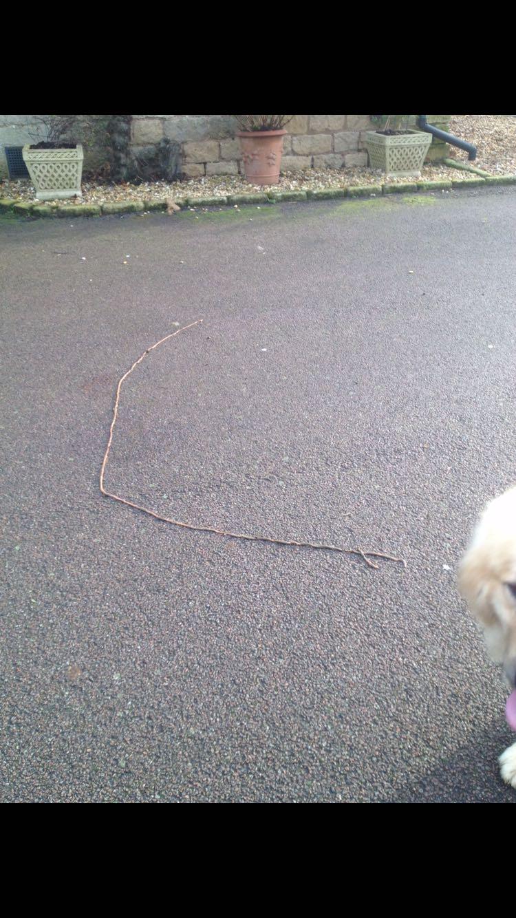 UK Found in dog, tapeworm? Which type? whatsthisbug