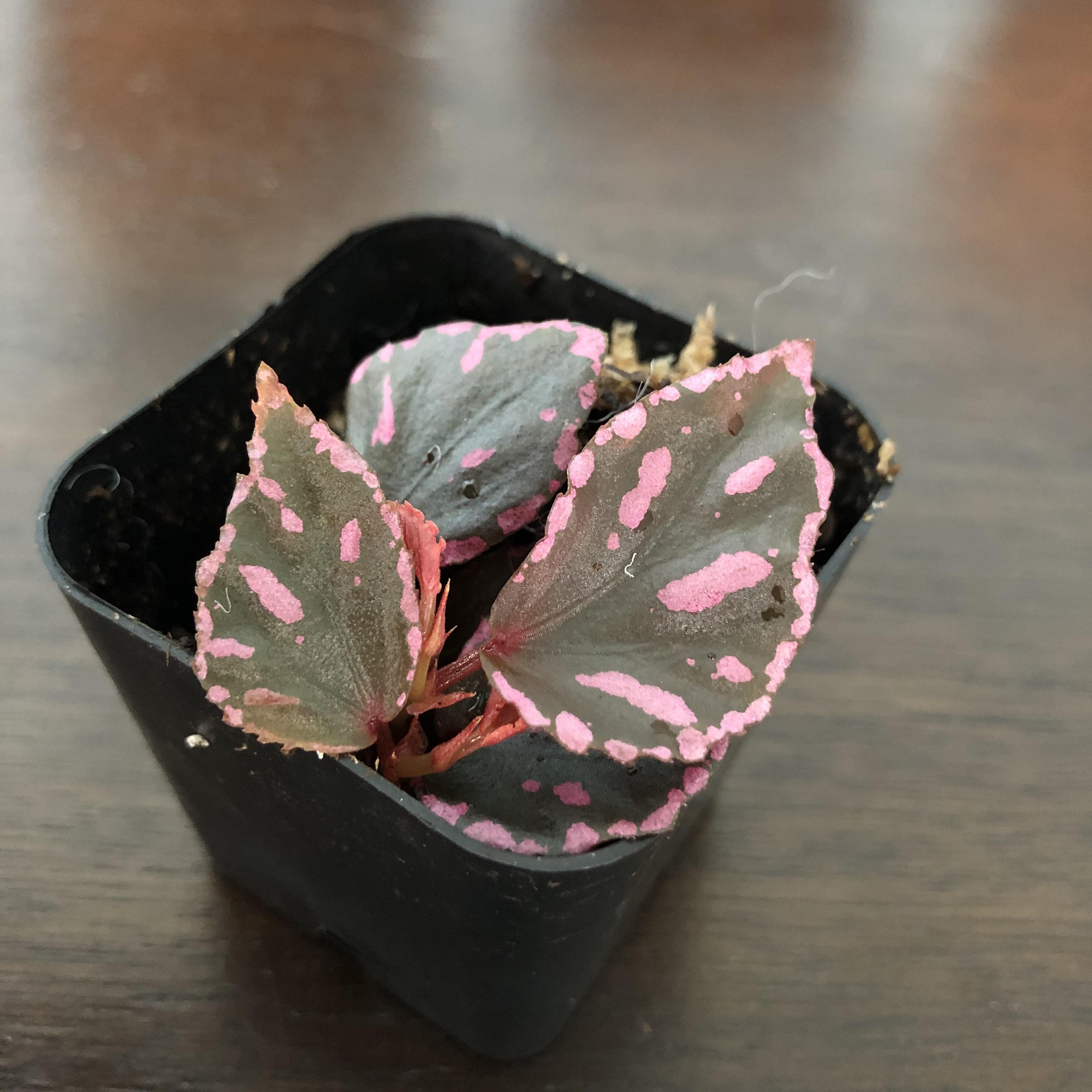 Begonia julau r/houseplants