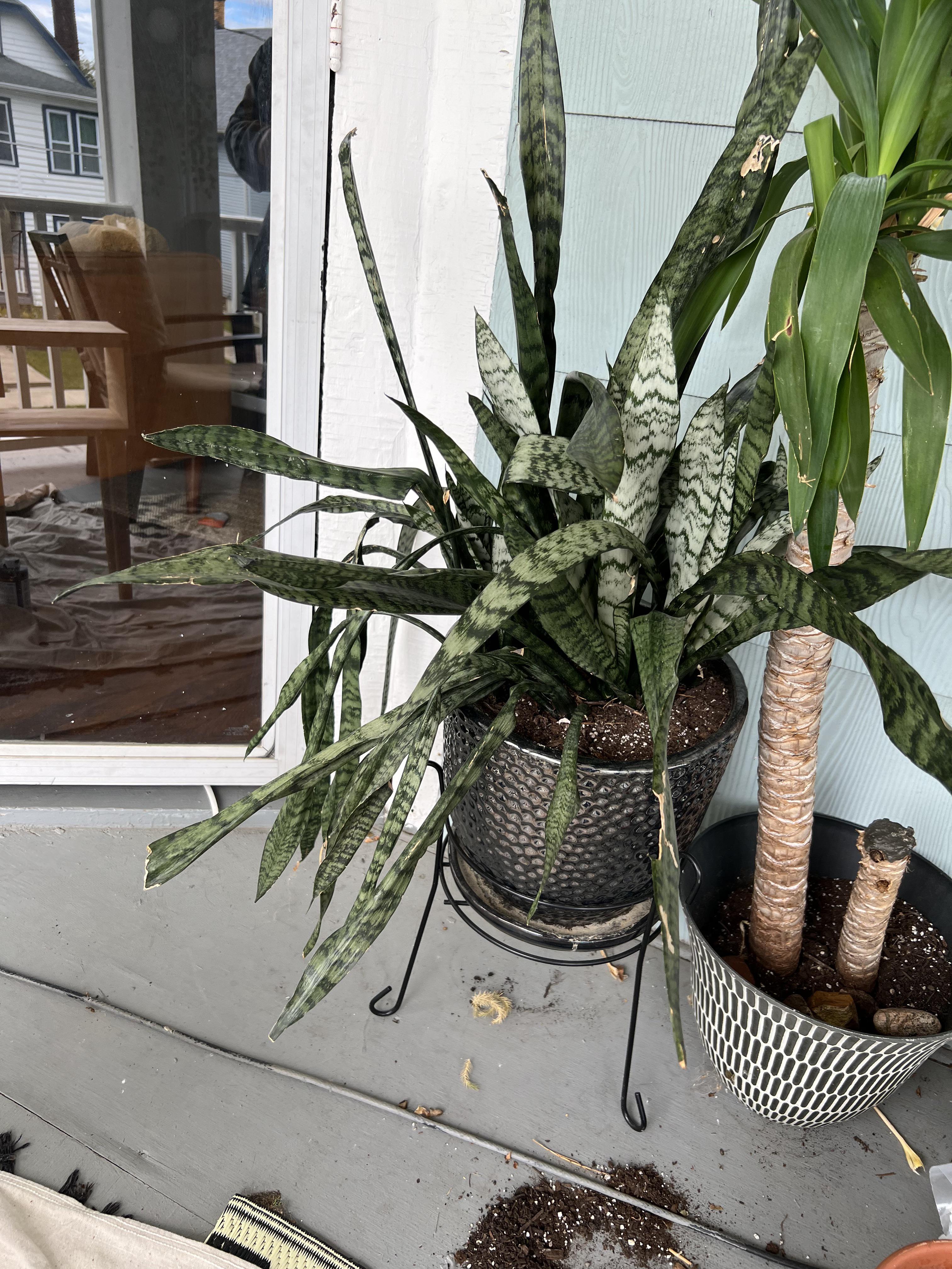 Help with droopy snake plant r/houseplants