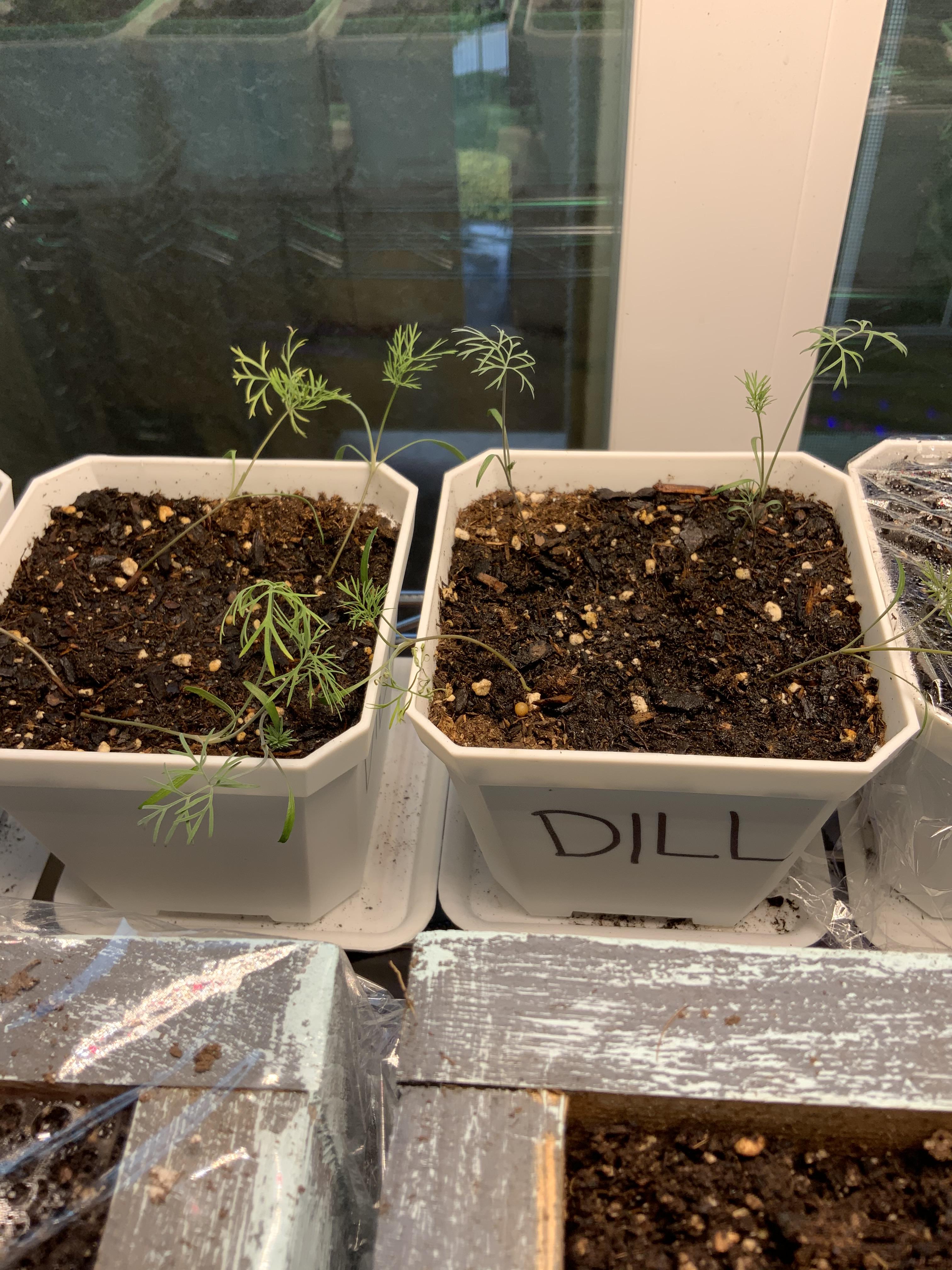 Are these dill dying or healthy? We give them 8 hours of direct light