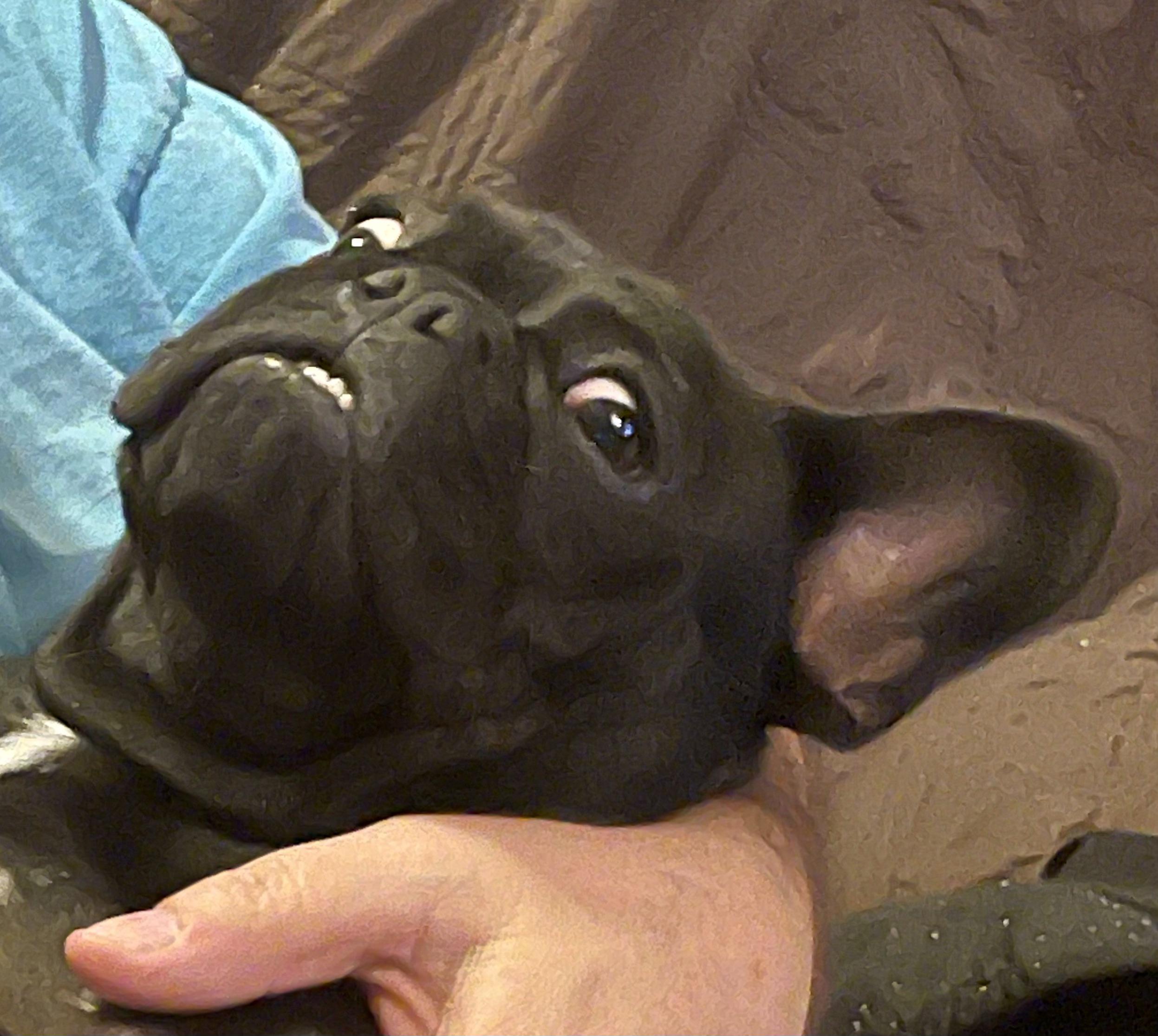 Ingredients used when Frenchies were created… r/Frenchbulldogs