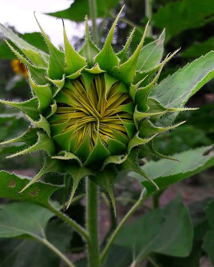 Sunflower before bloom r/pics