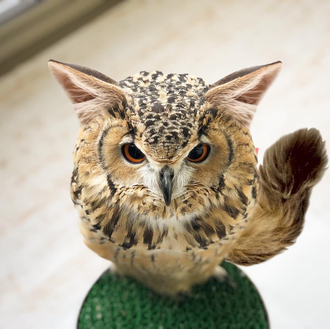 Owls are just flying cats ^_^ r/aww