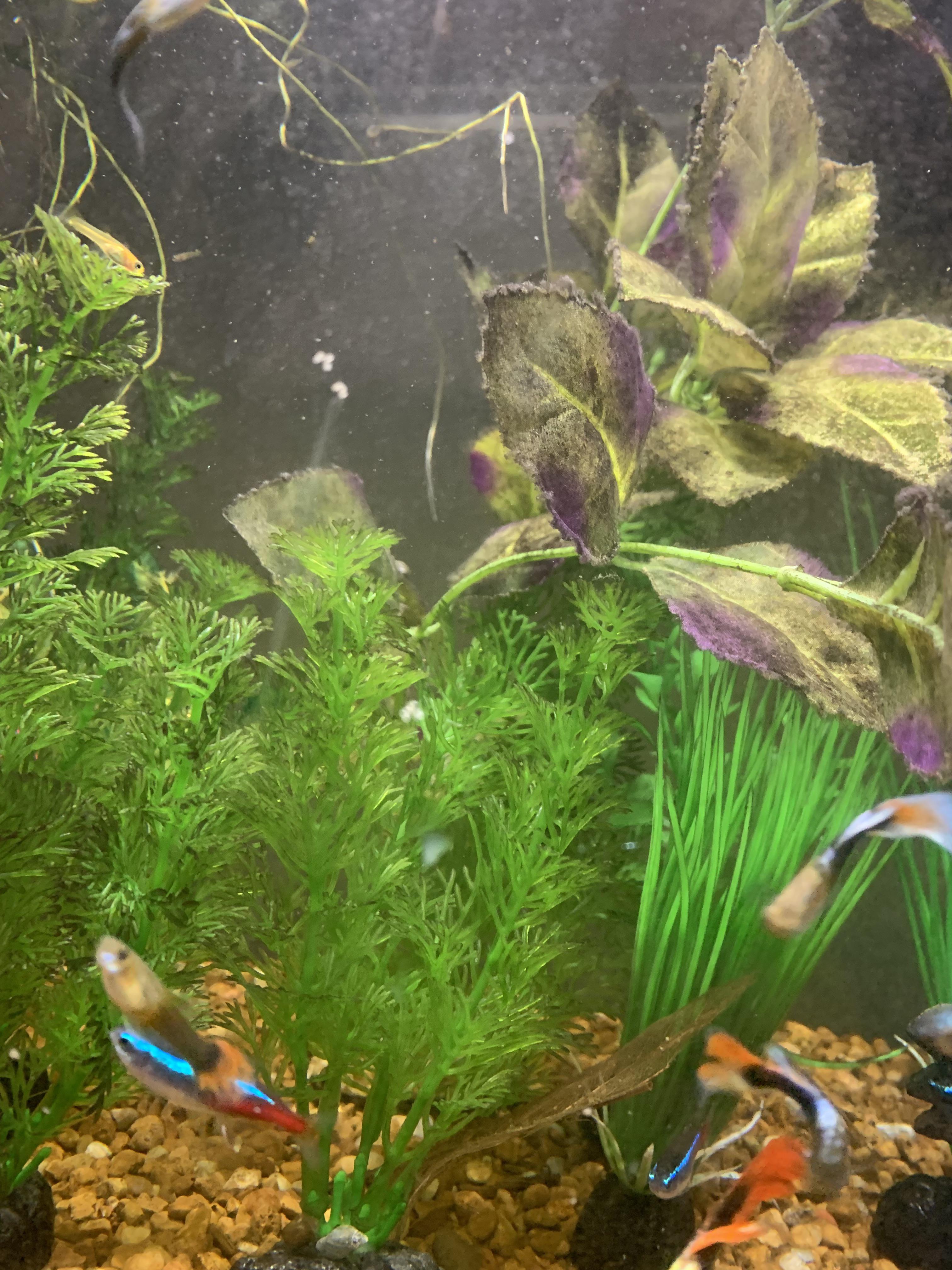 What are this White egg looking things on the outside of my aquarium