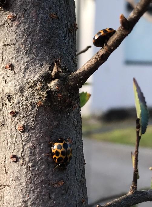 Are these yellow ladybugs? Could they be damaging my elm tree in