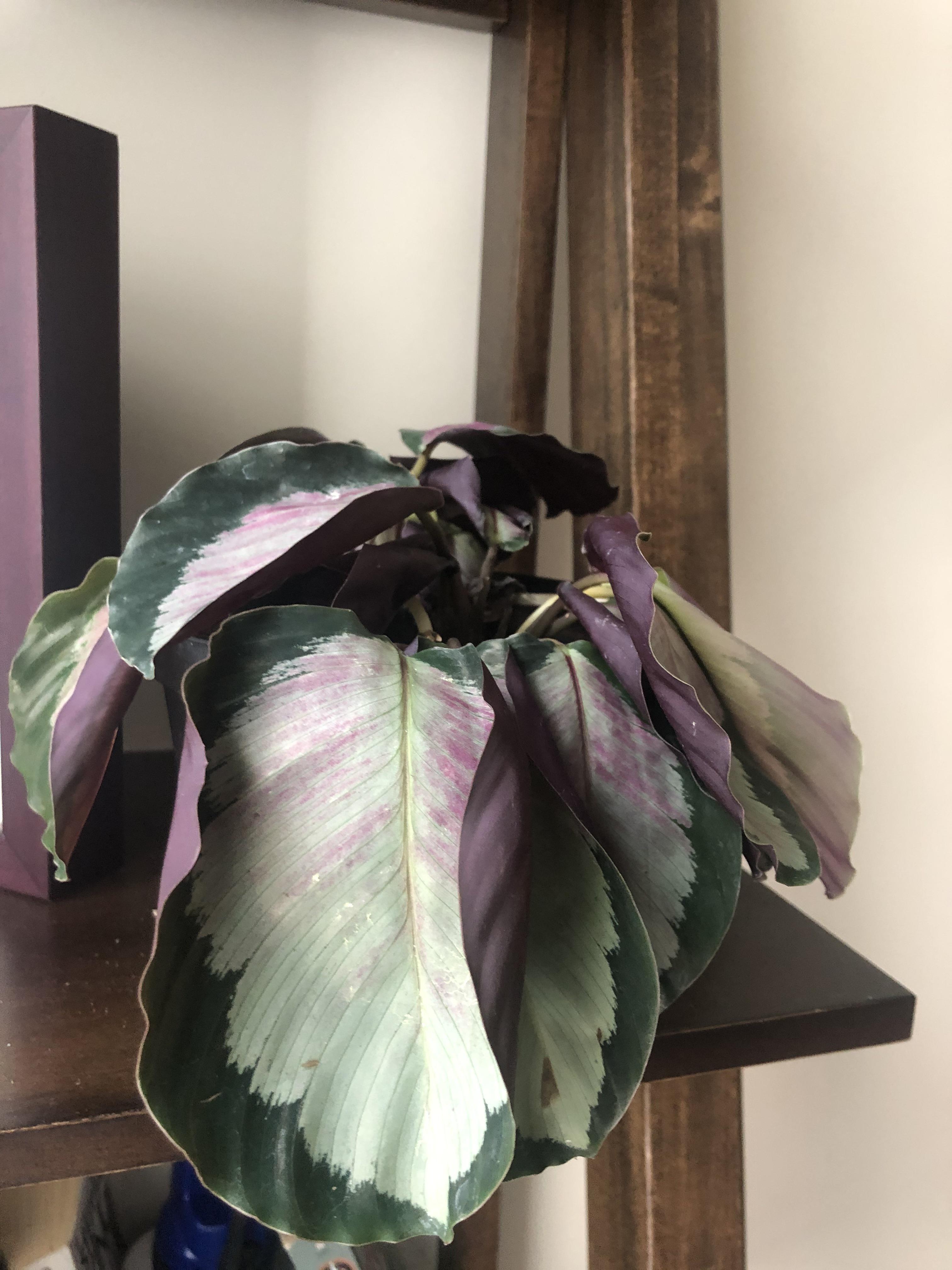 Repotted plant after discovering spider mites. The soil was moist when