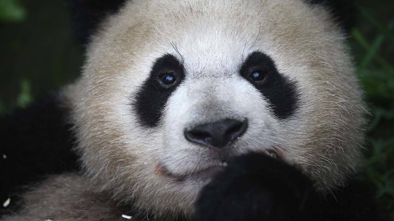 Panda's distinctive black and white colouring is to hide from predators