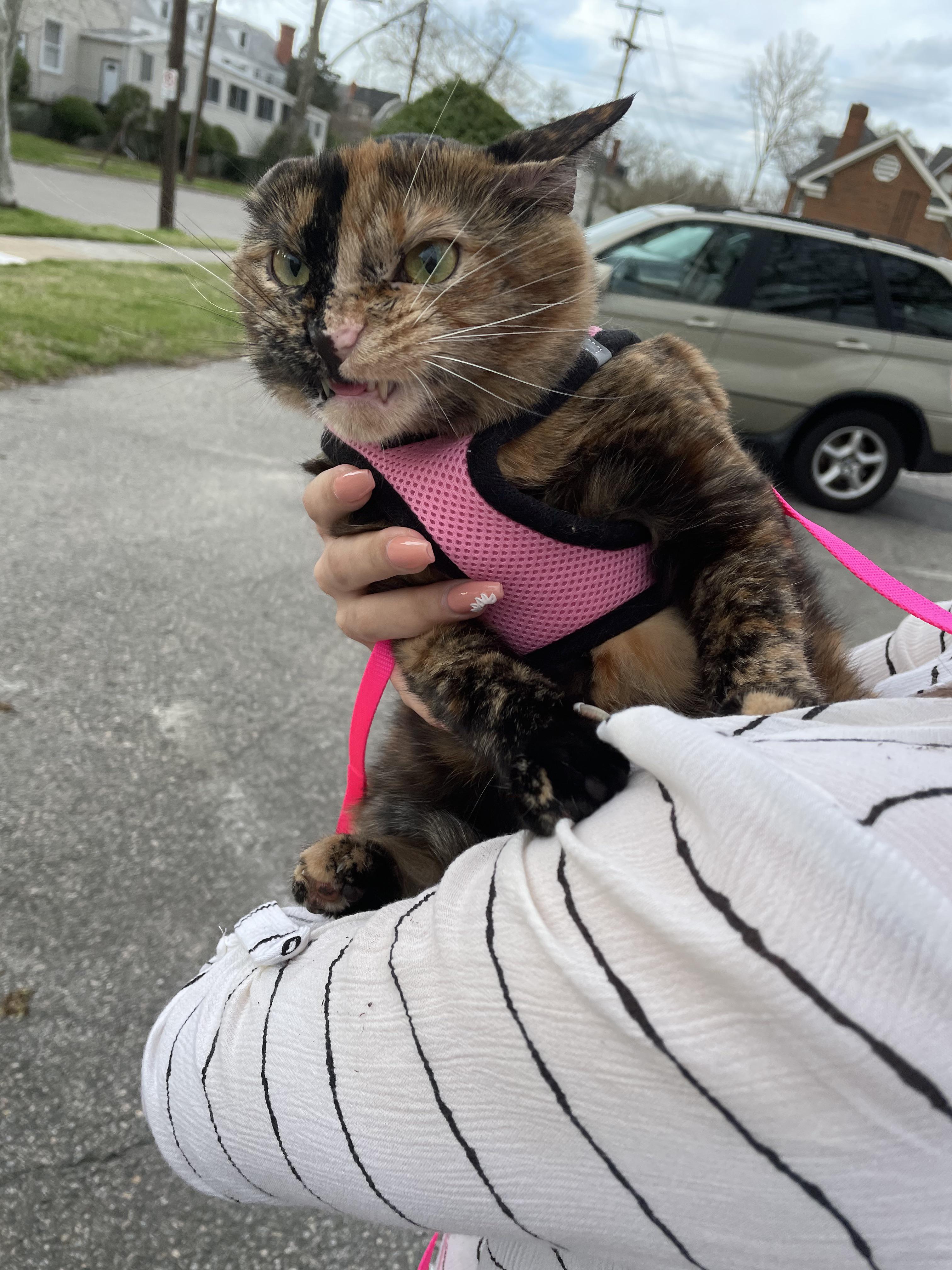 Well we discovered that Esme hates the wind today. r/cats