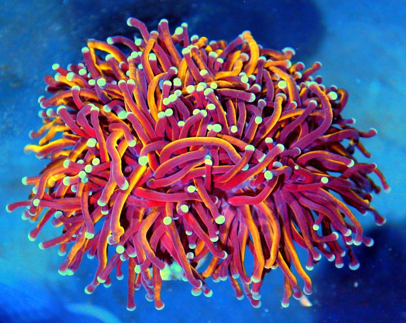 6X5 GIGANTIC BLACKLIGHT GOLD TORCH CORAL r/extremecorals