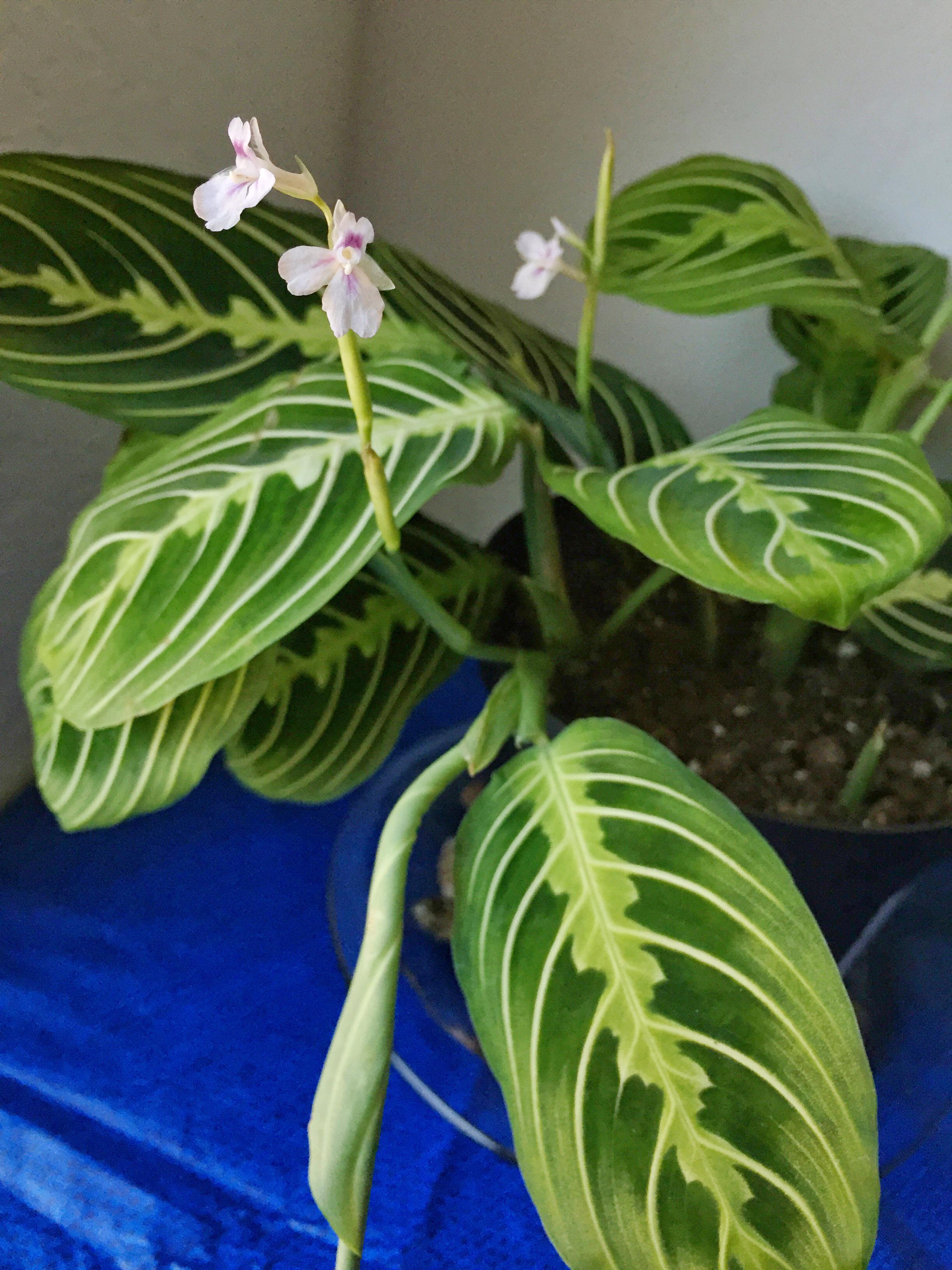 My Maranta bloomed today! r/houseplants